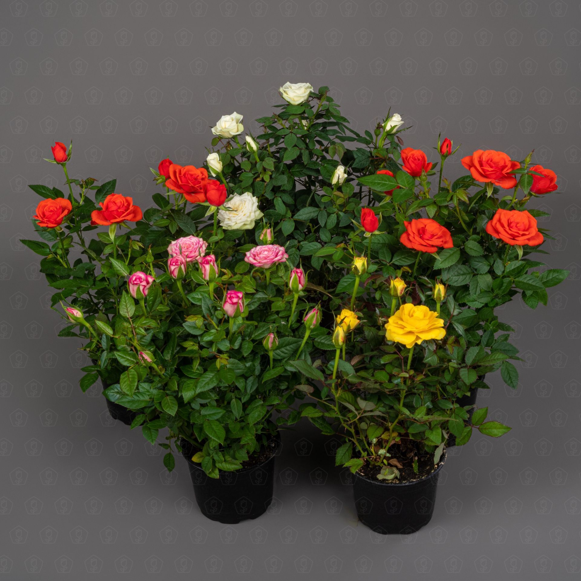 1. Горшечные розы