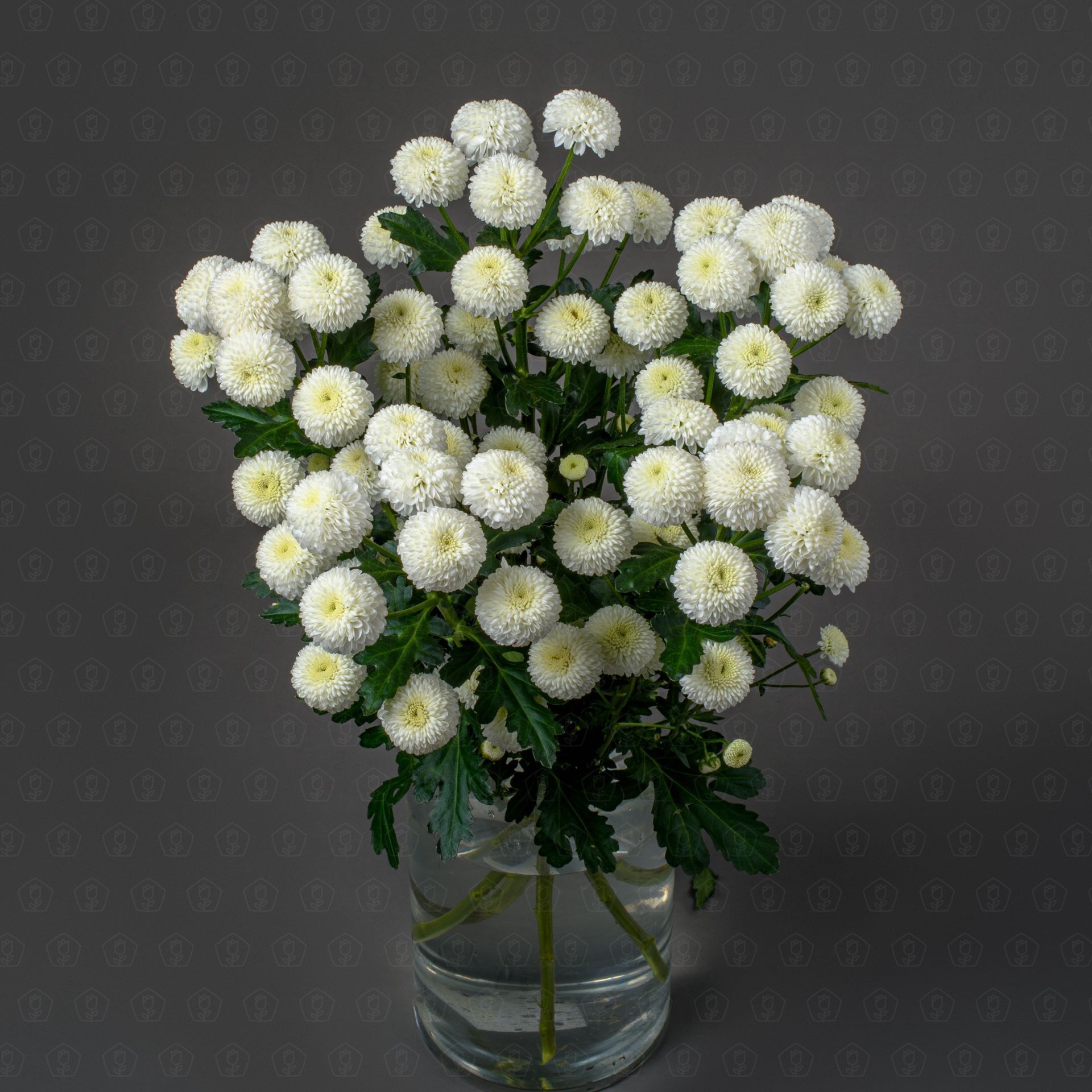 Хризантема кустовая (Ньютон)