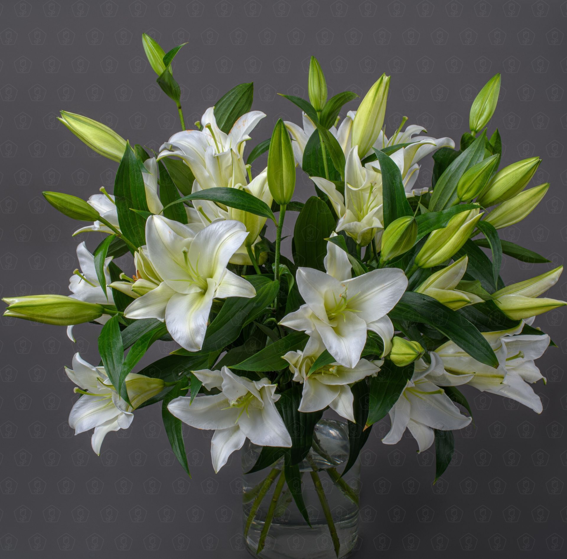 Лилия (Белая)