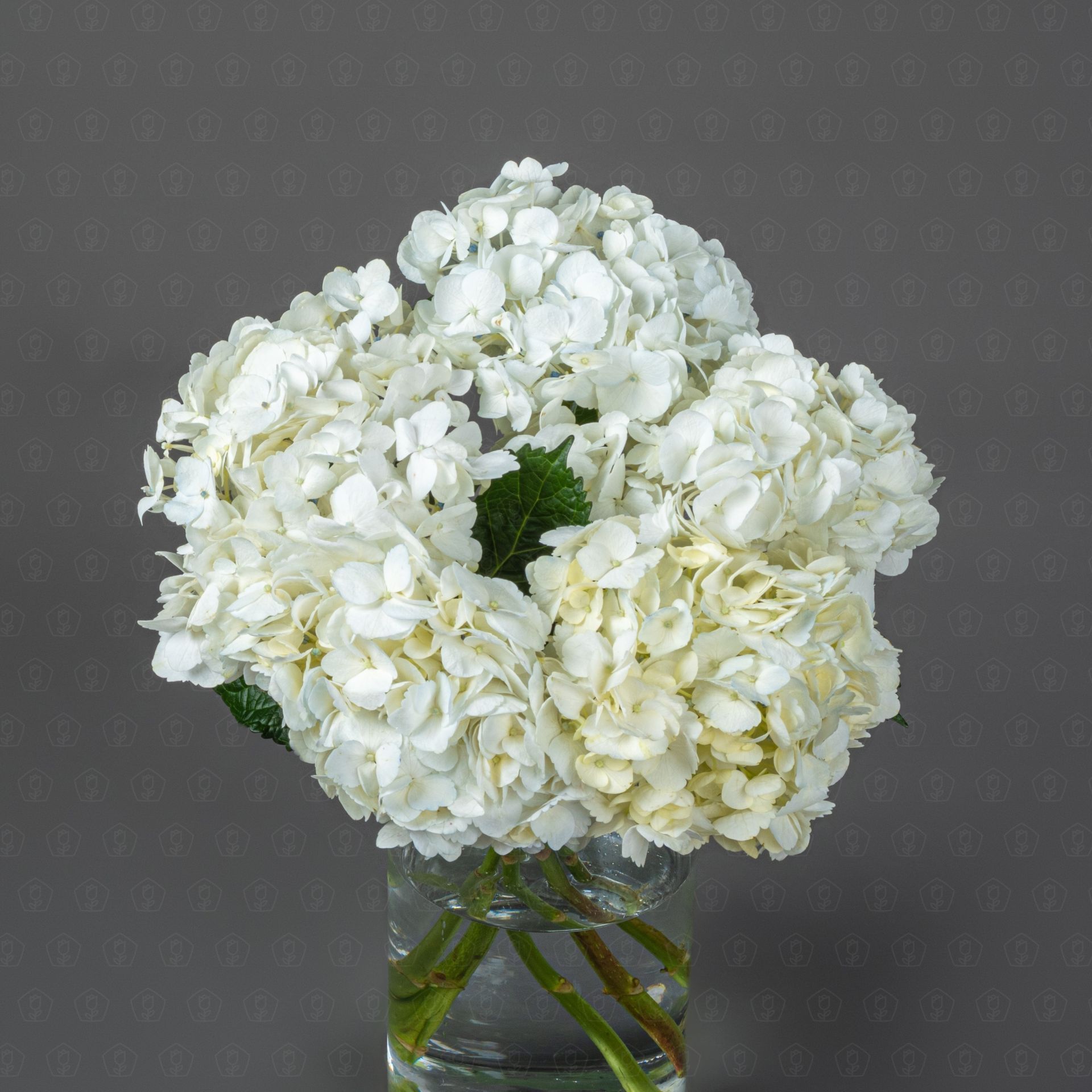 Гортензия (Белая)