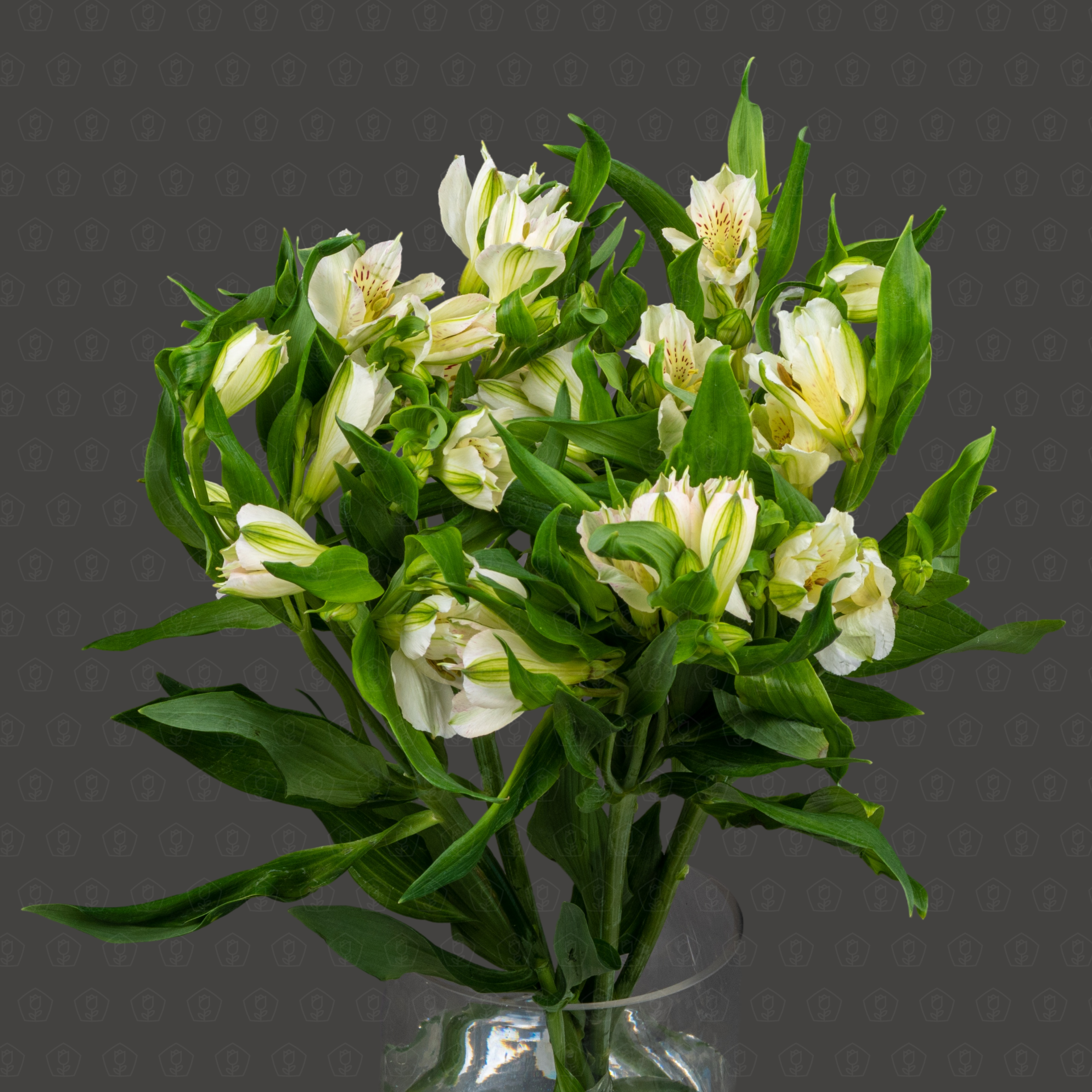 Альстромерия (Белая)