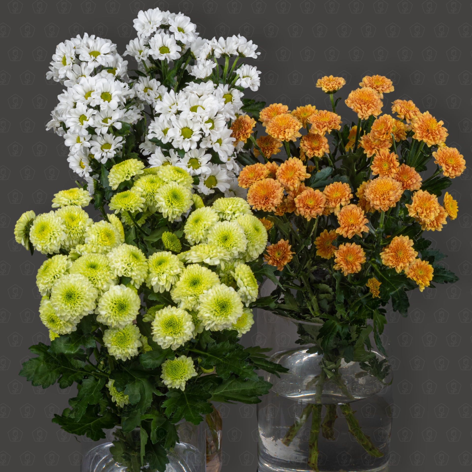 Хризантемы Сантини