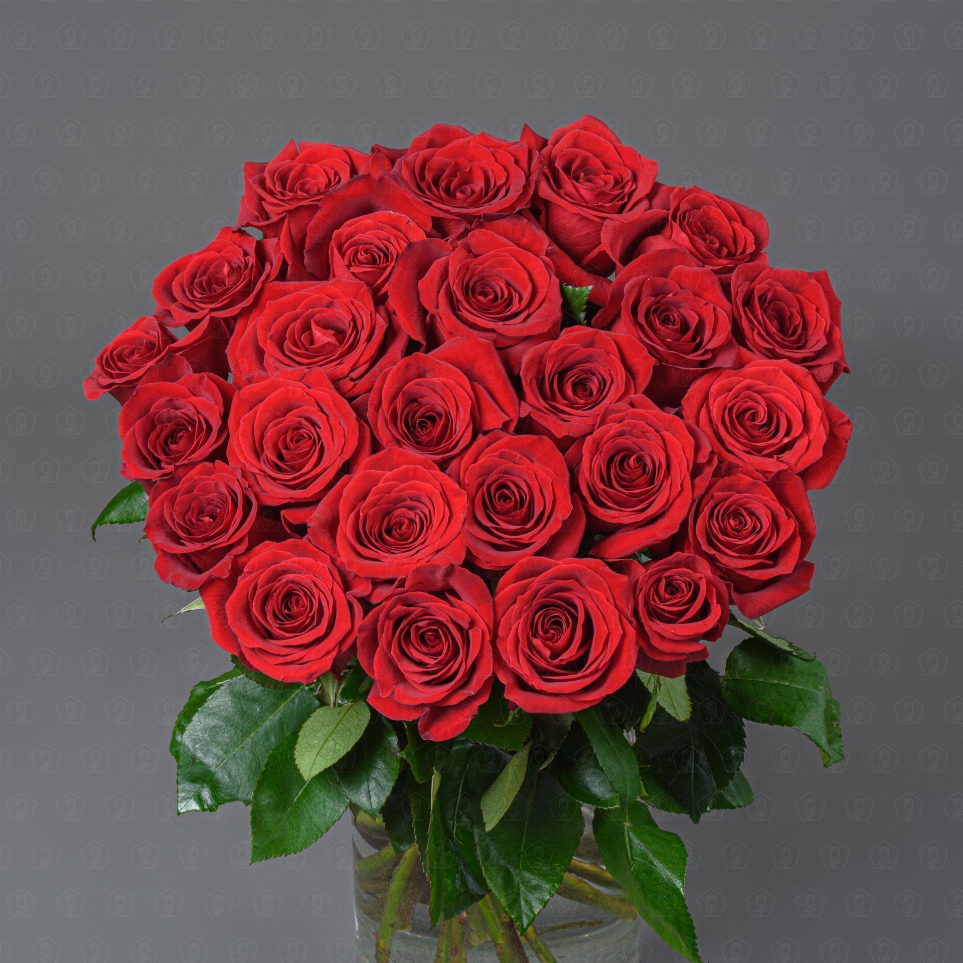 Акция! 25 роз ЭКВАДОР 50 см. (Фридом)