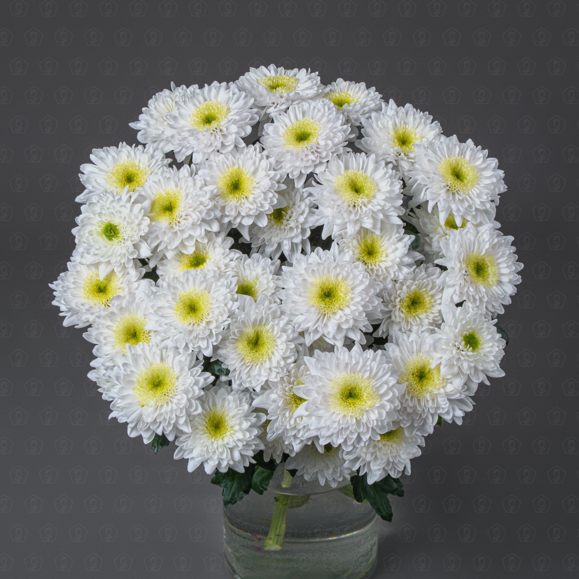 Хризантема кустовая (Коммандер)