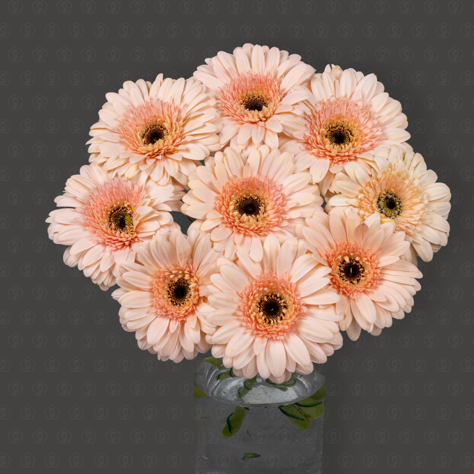 Гербера (Перлия)