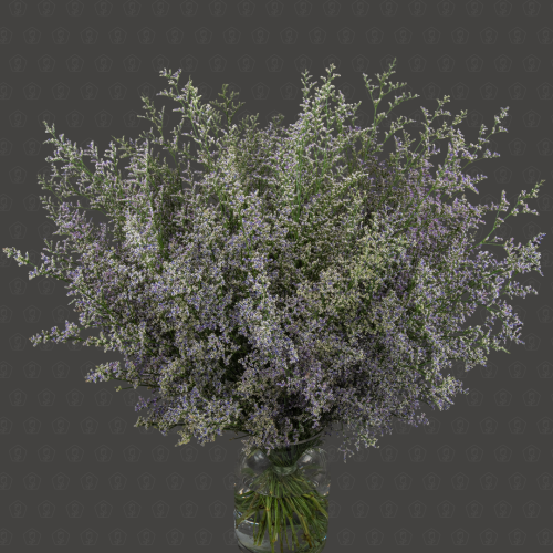 Лимониум (Синий)