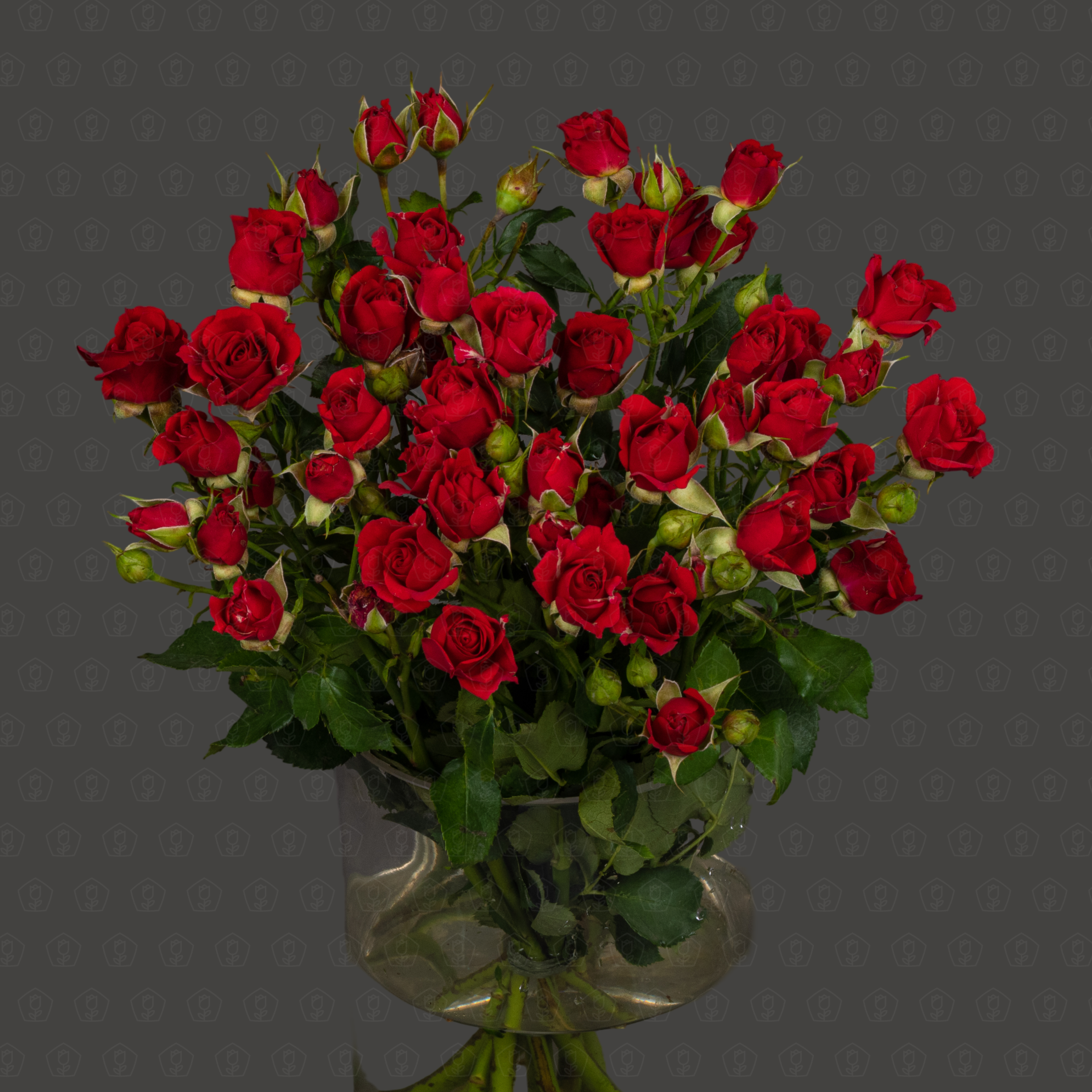 Роза кустовая 50 см. (Красная)