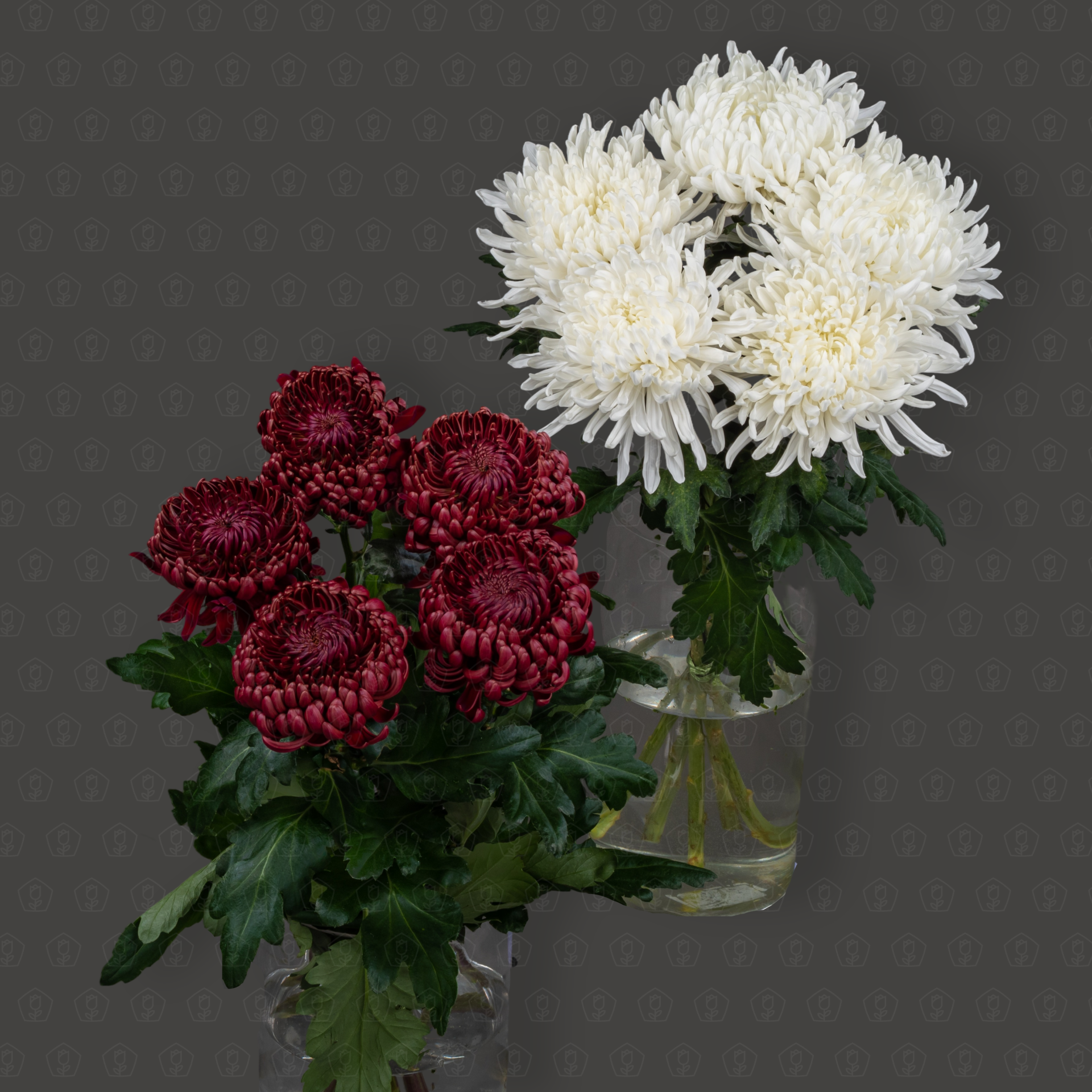 Хризантемы одноголовые