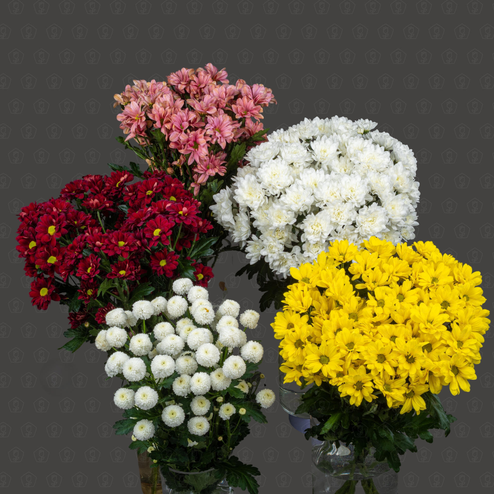 Хризантемы кустовые