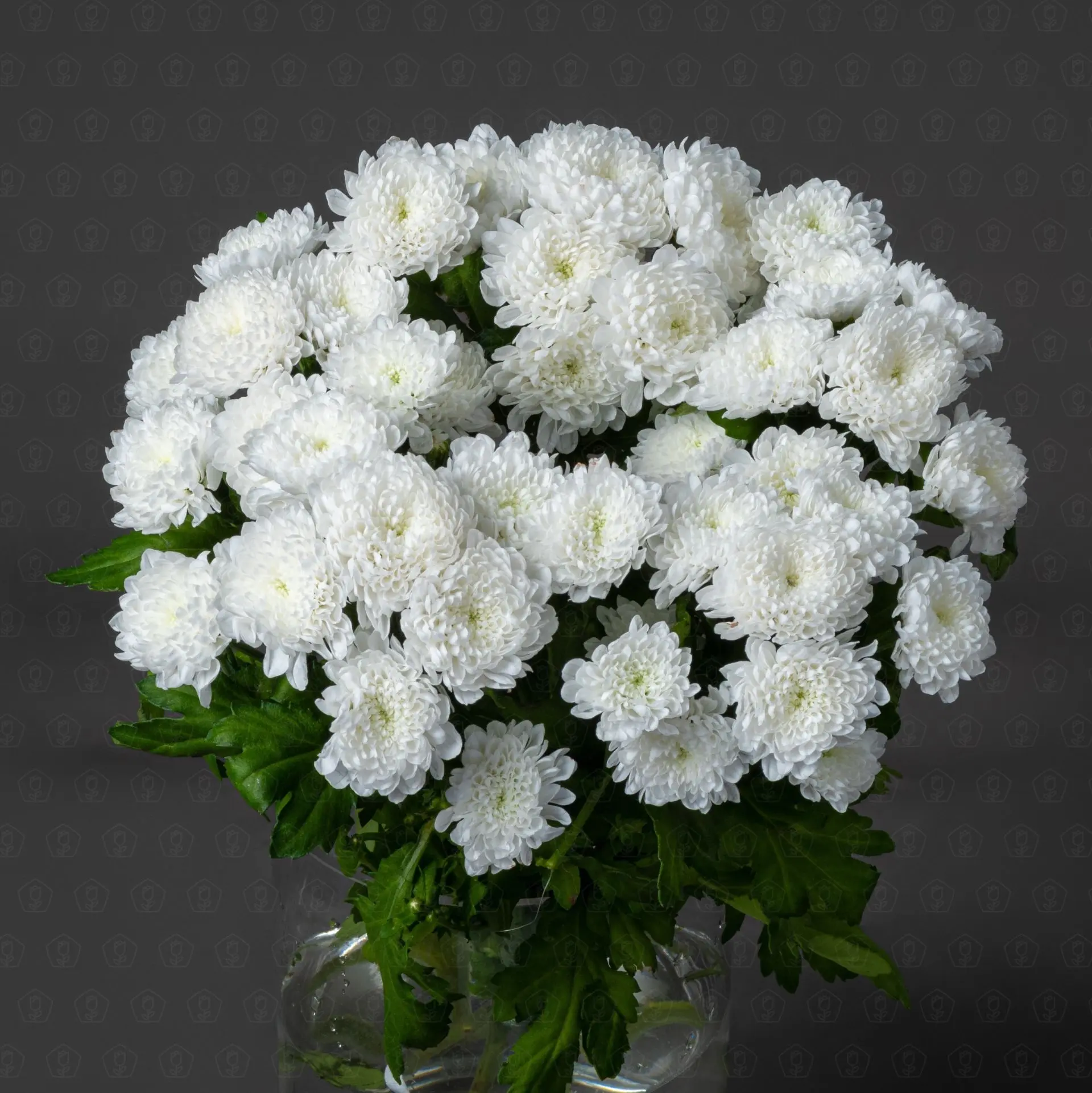 Хризантема кустовая Сантини (Байкал) Хризантема кустовая Сантини (Байкал)