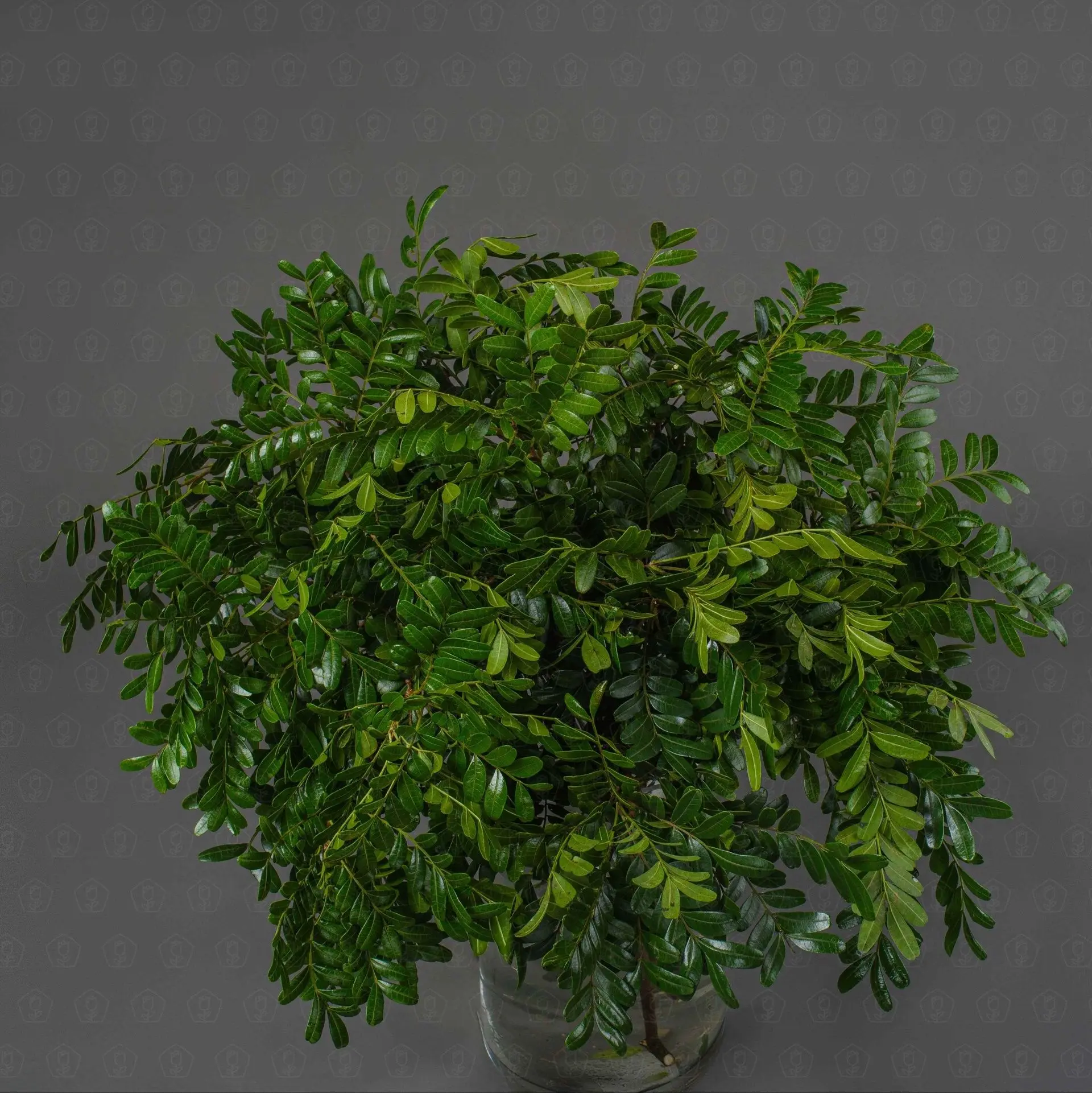 Зелень Пистация (банч)