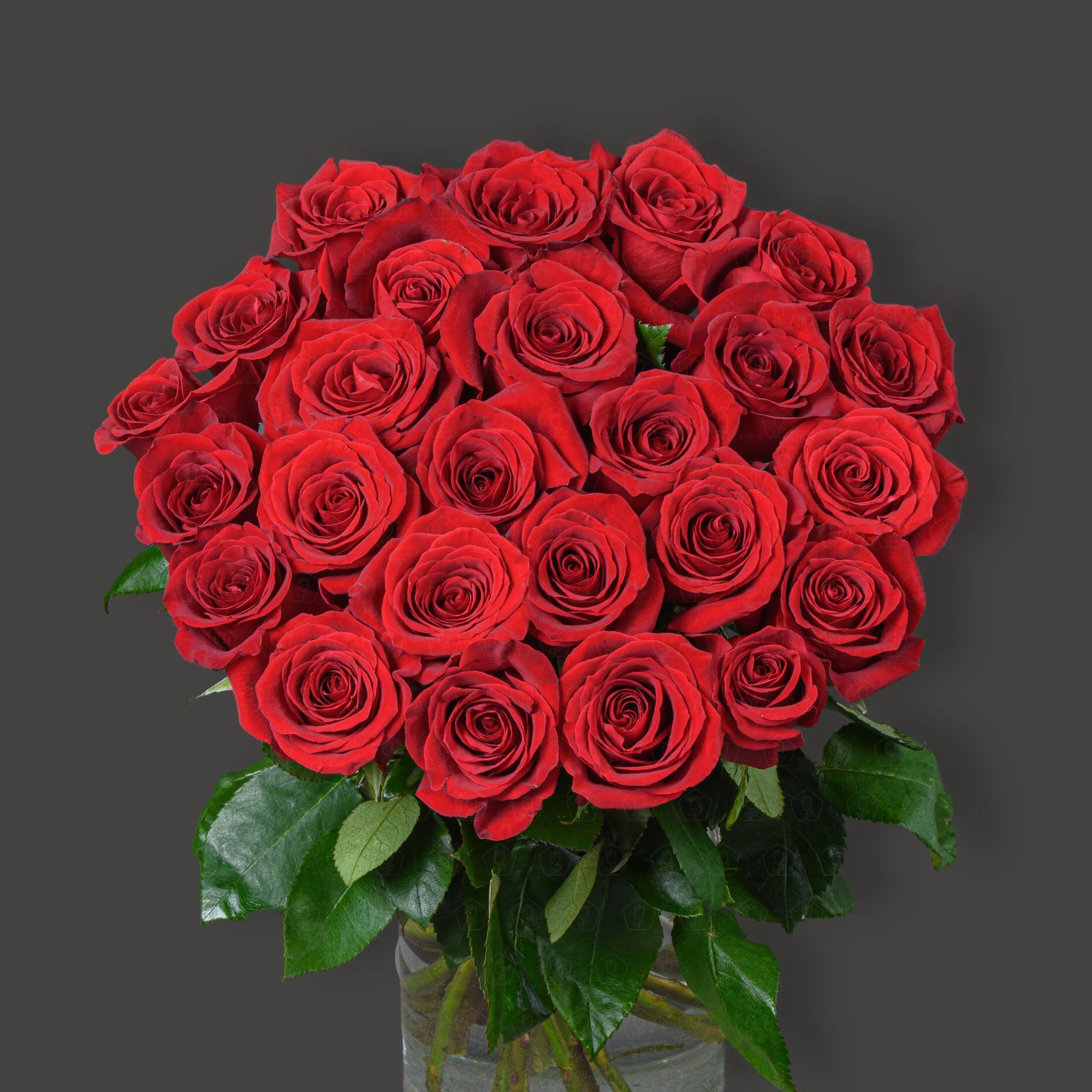 Акция! 25 роз Эквадор 60 см. (Фридом)