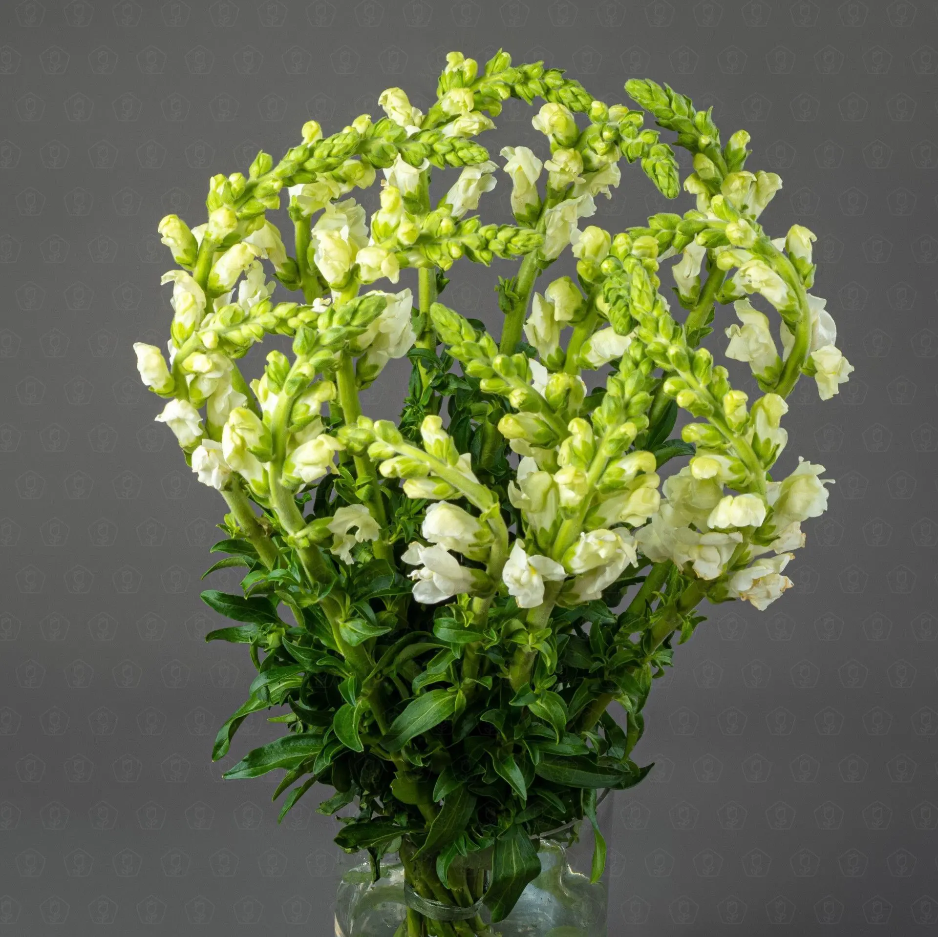 Антирринум (Белый)