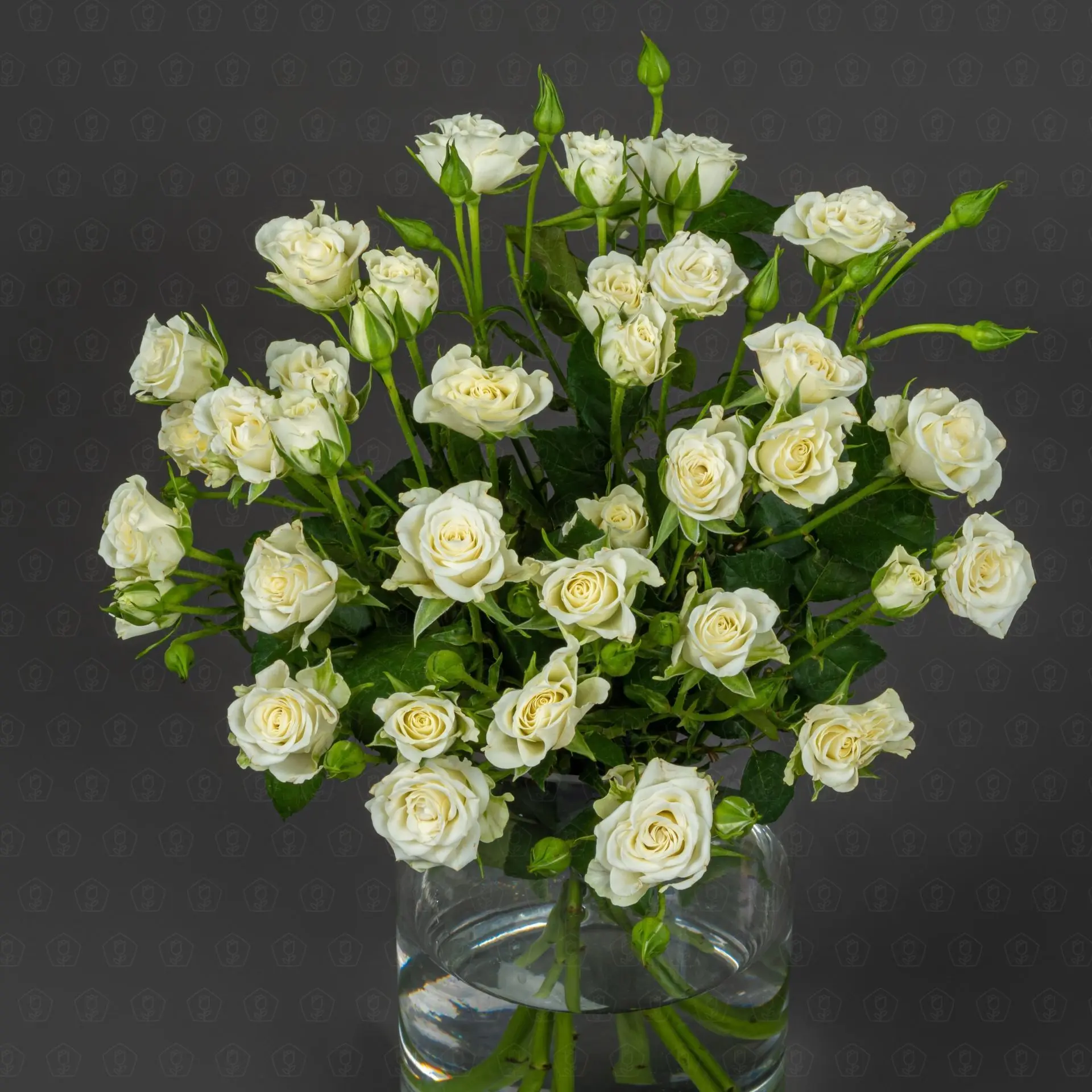 Роза кустовая 50 см. (Белая) Роза кустовая 50 см. (Белая)