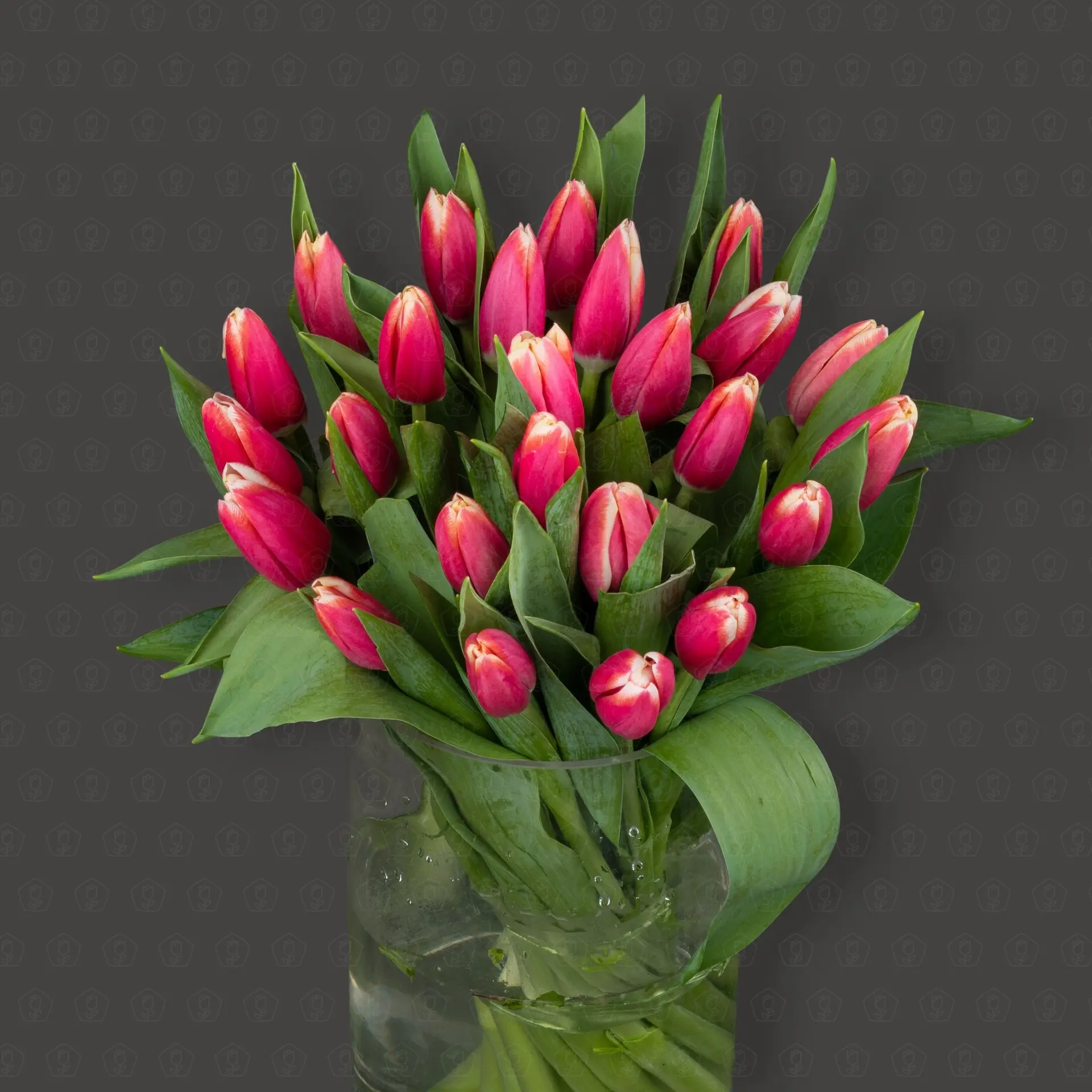 Тюльпан 50 см. (Красно-белый) Упаковка 25 шт.