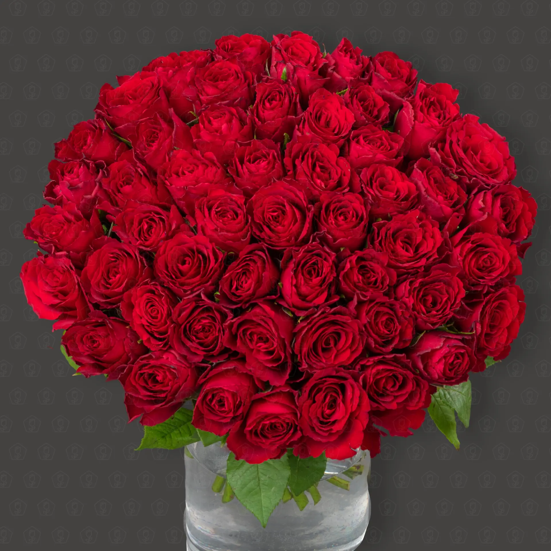 51 Роза Кения 40 см. "Алые грёзы"