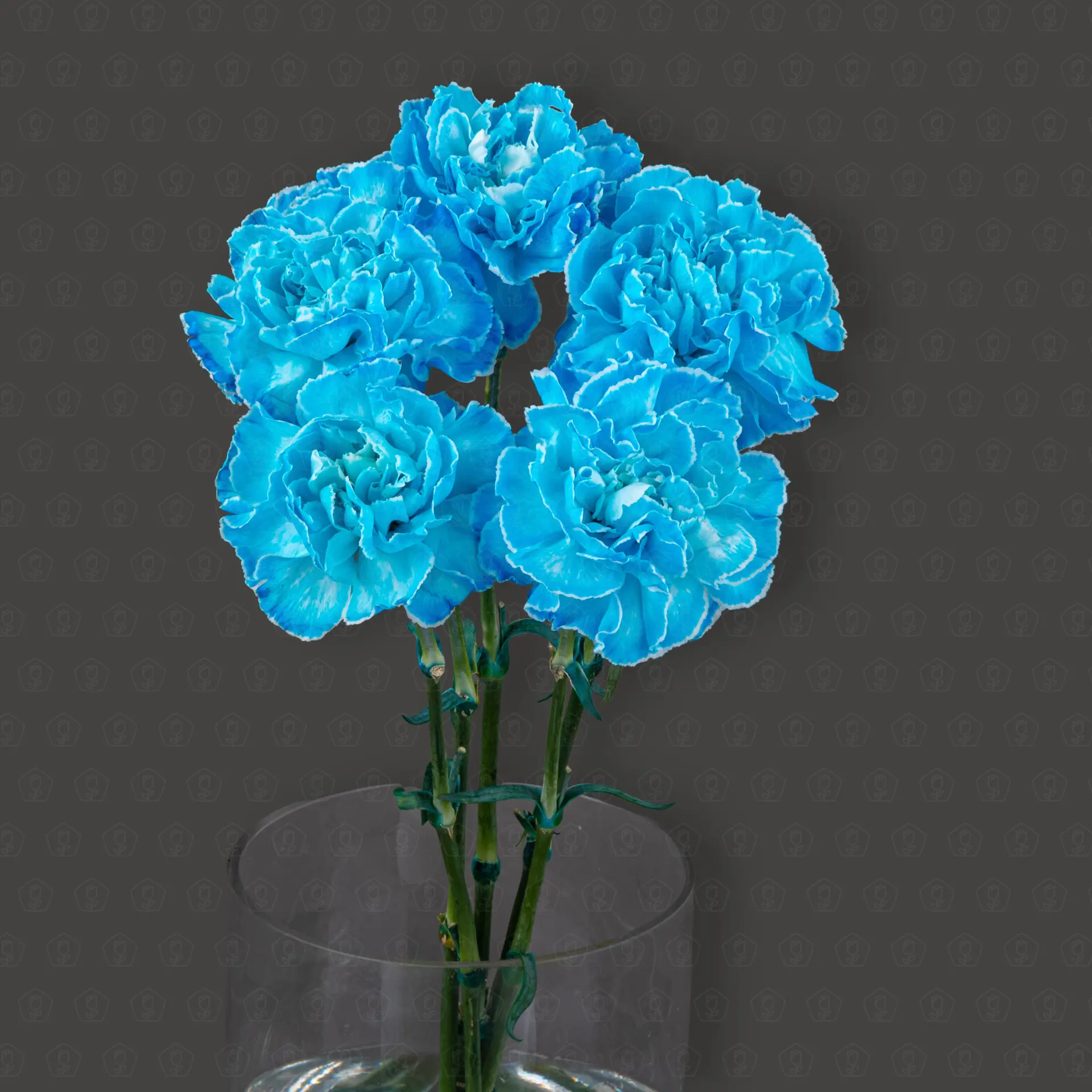 Гвоздика одноголовая (Голубая)