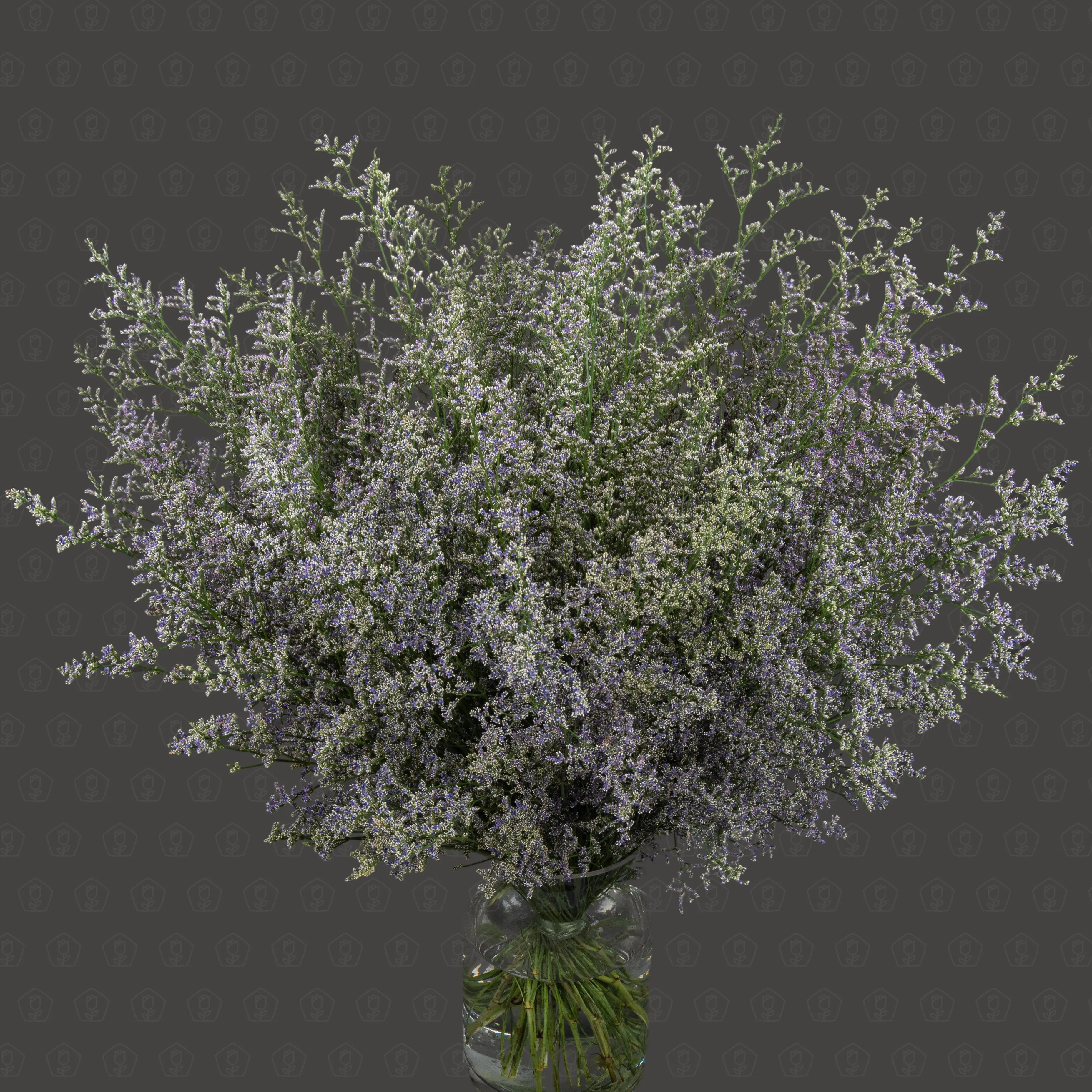 Лимониум (Синий)