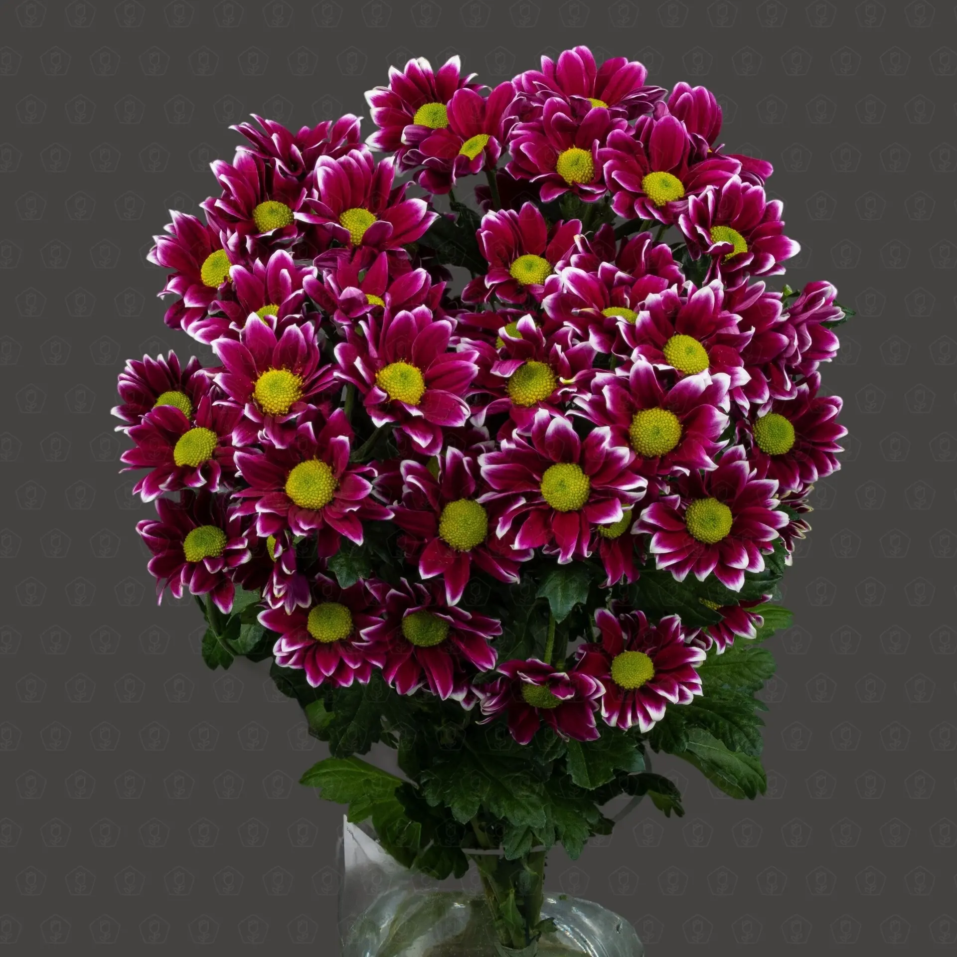 Хризантема кустовая (Хайдар)