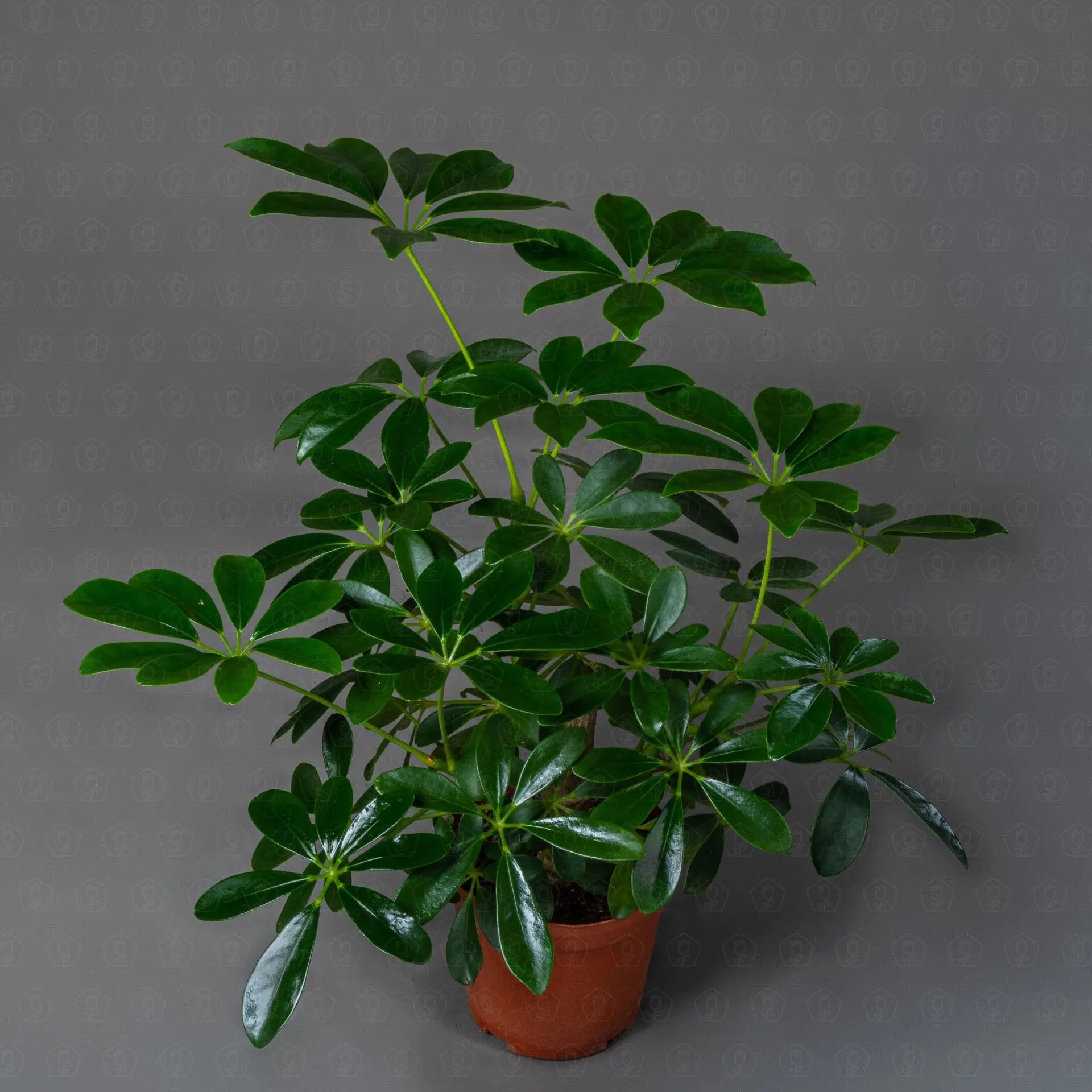 DxG3ZgU6bg.jpeg DxG3ZgU6bg.jpeg