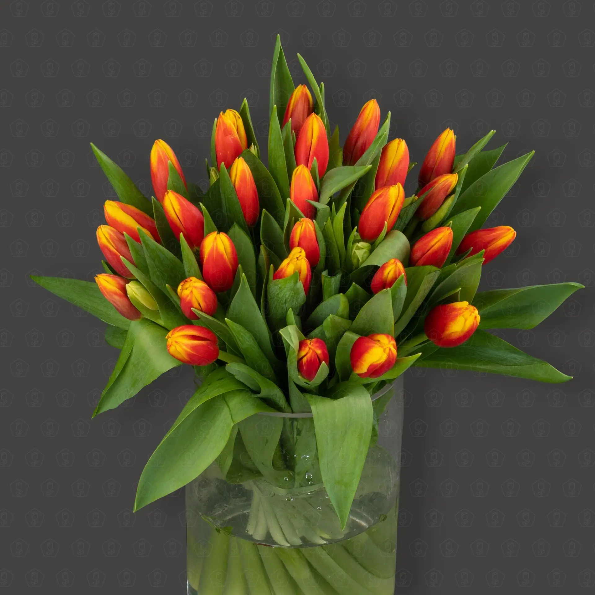 Тюльпан 50 см. (Красно-желтый) Упаковка 25 шт.