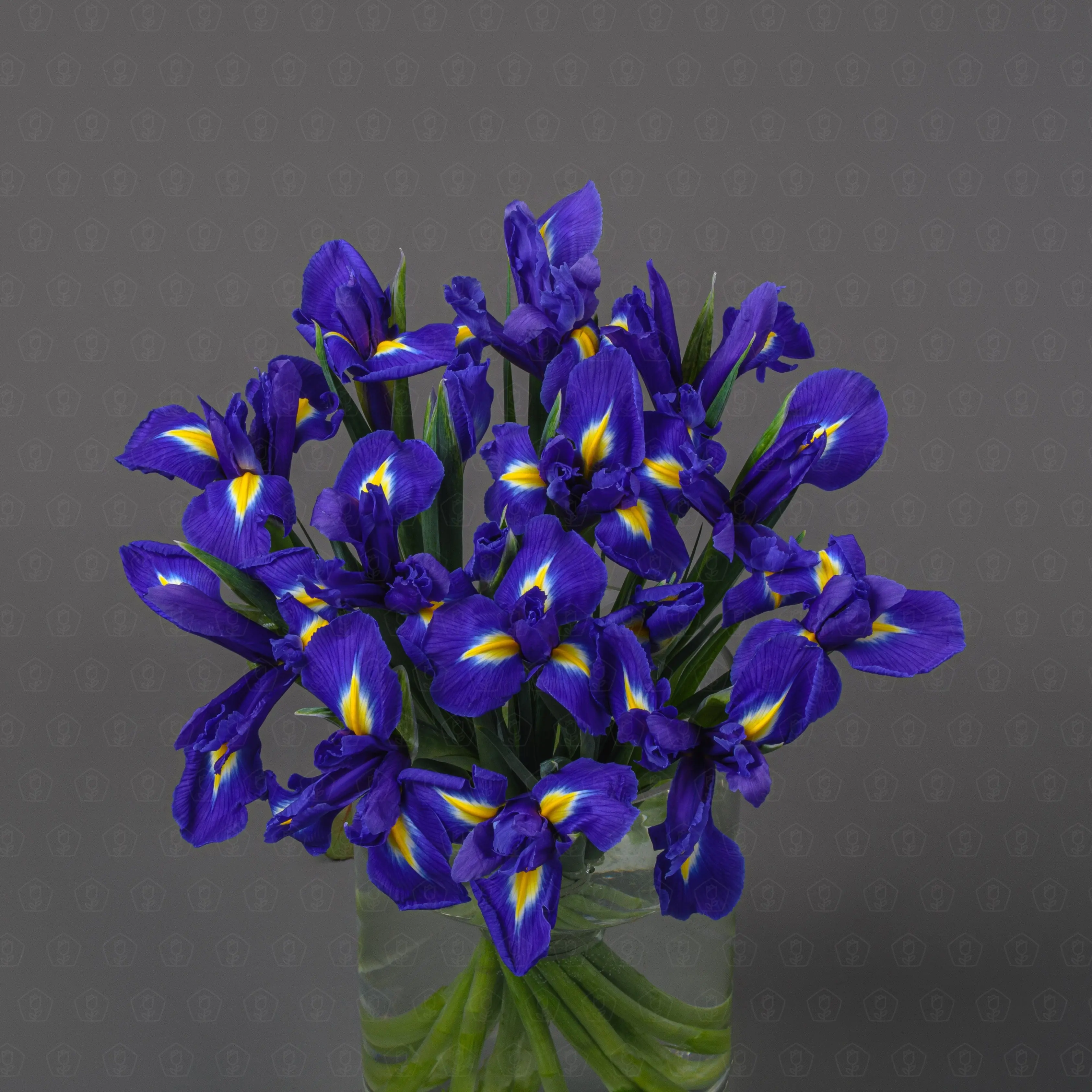 Ирис (Синий)