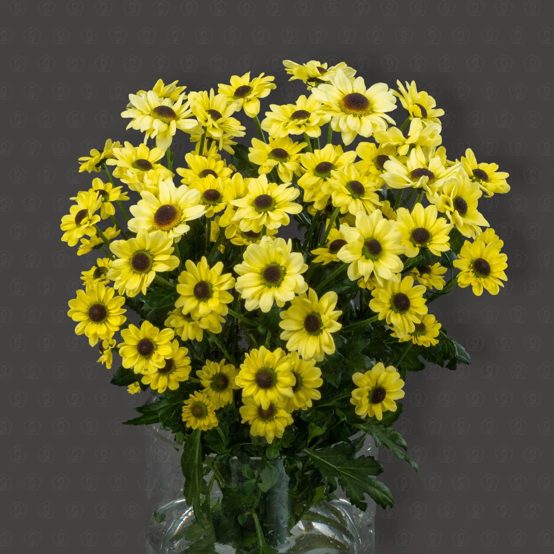 Хризантема кустовая Сантини (Инь Янь Крем)