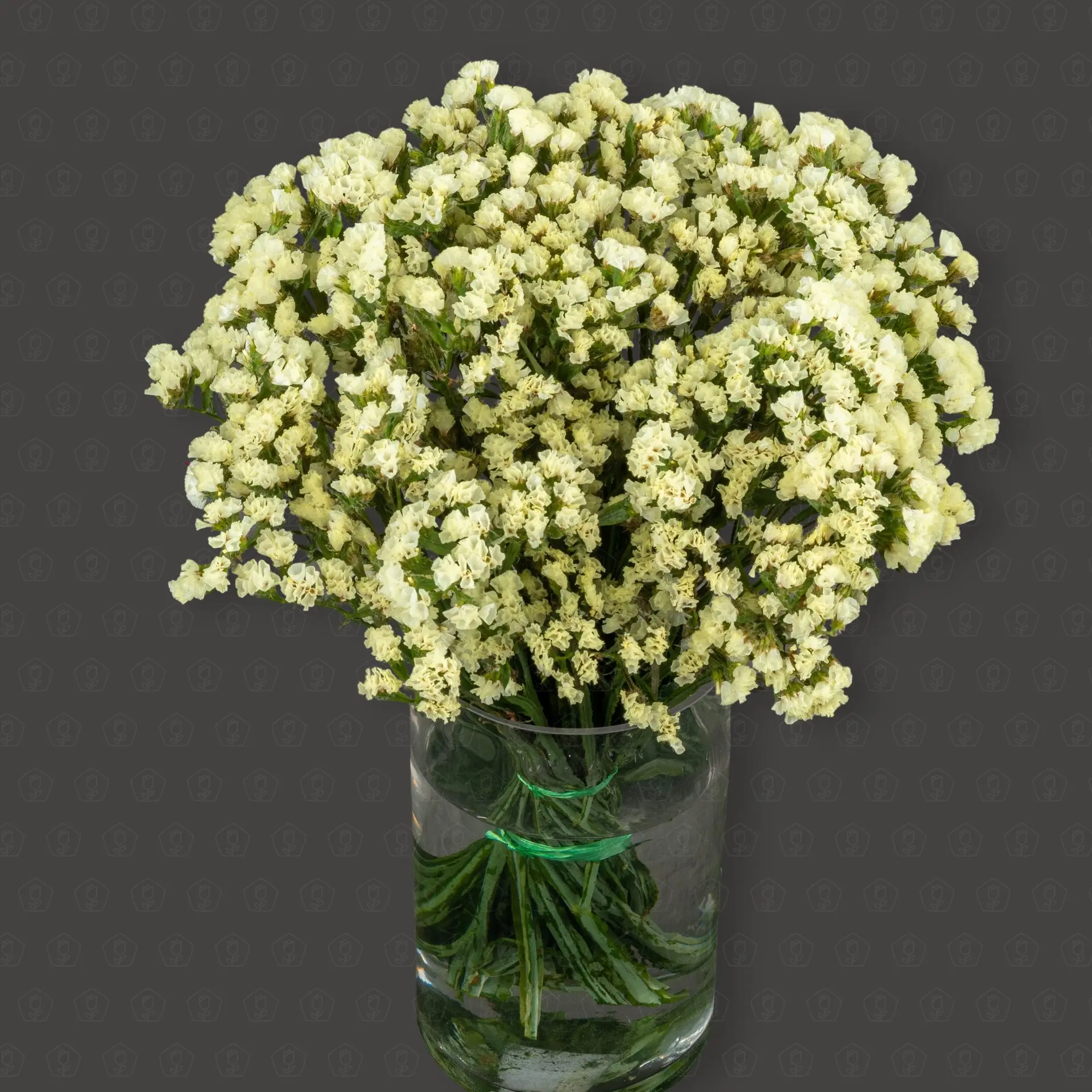 Статица (Желтая)