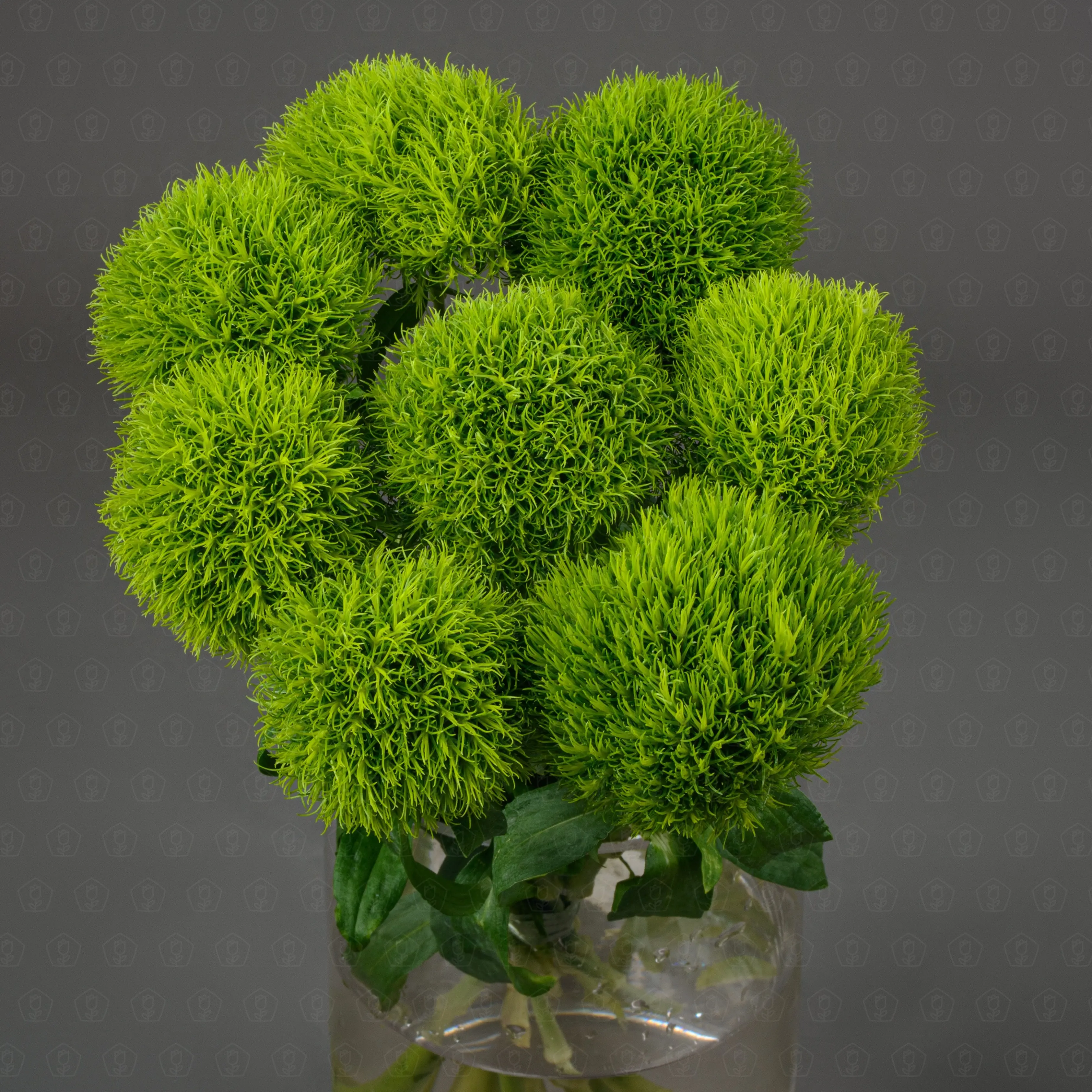 Гвоздика Диантус Киви Мэллоу