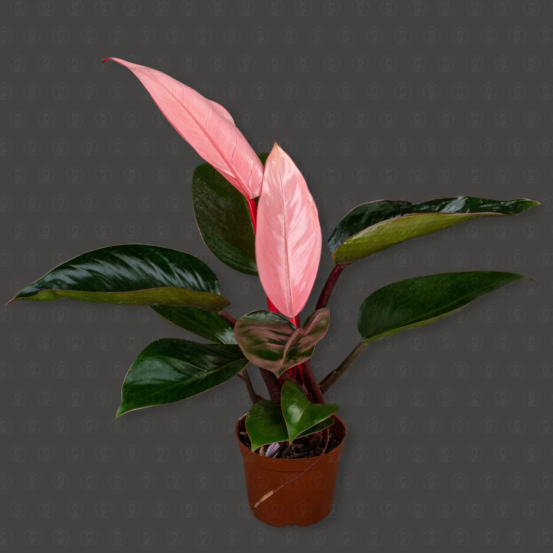 Филодендрон Пинк Конго d11 h27