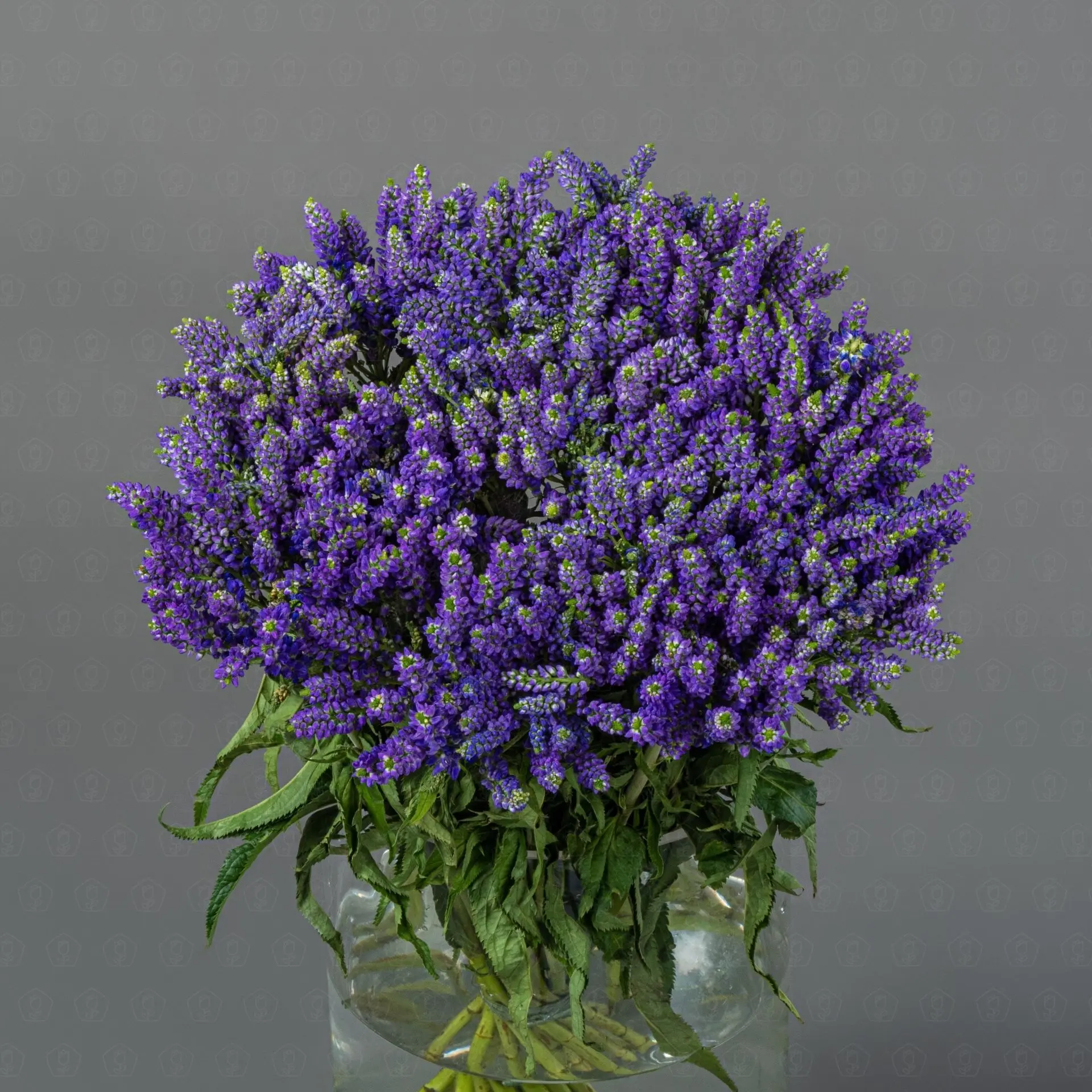 Вероника (Сиреневая)