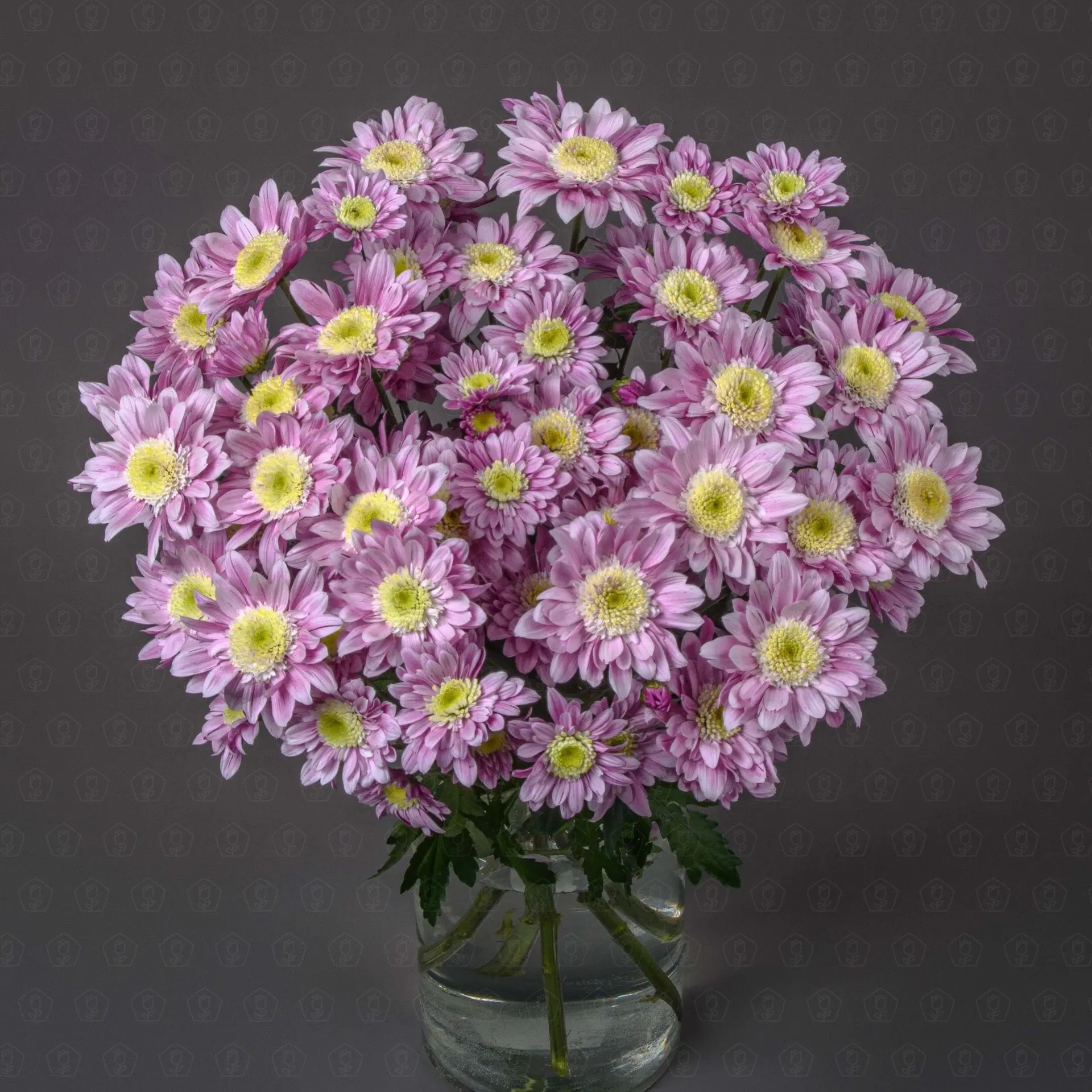 Хризантема кустовая (Серенити Свит)