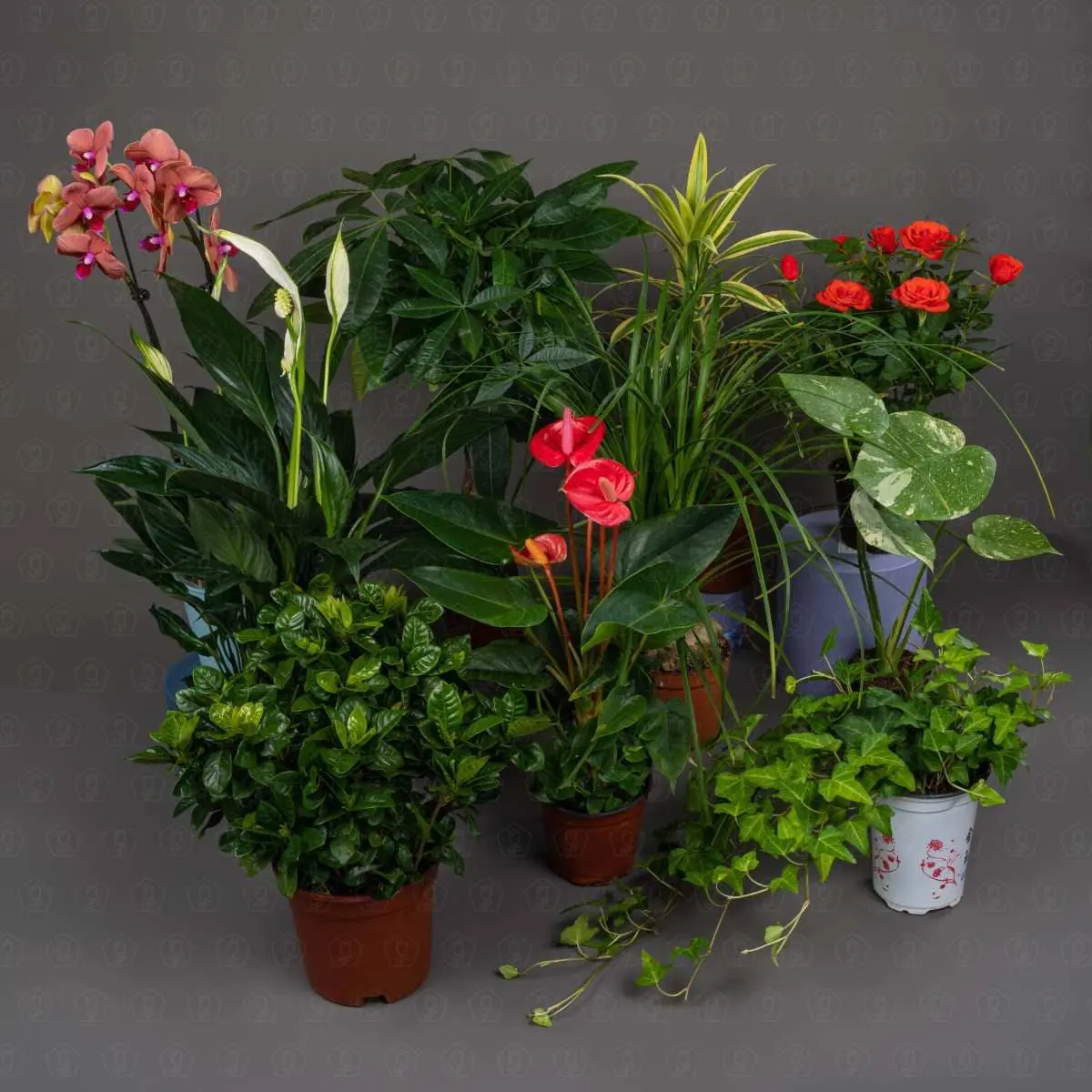 Горшечные растения