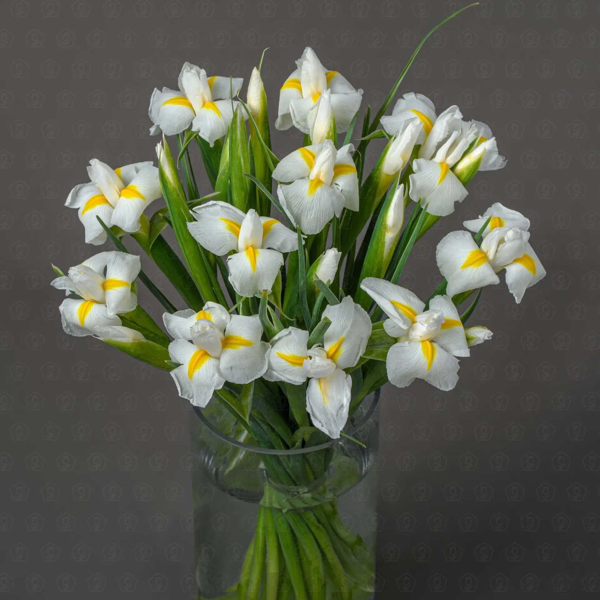 Ирис (Белый)