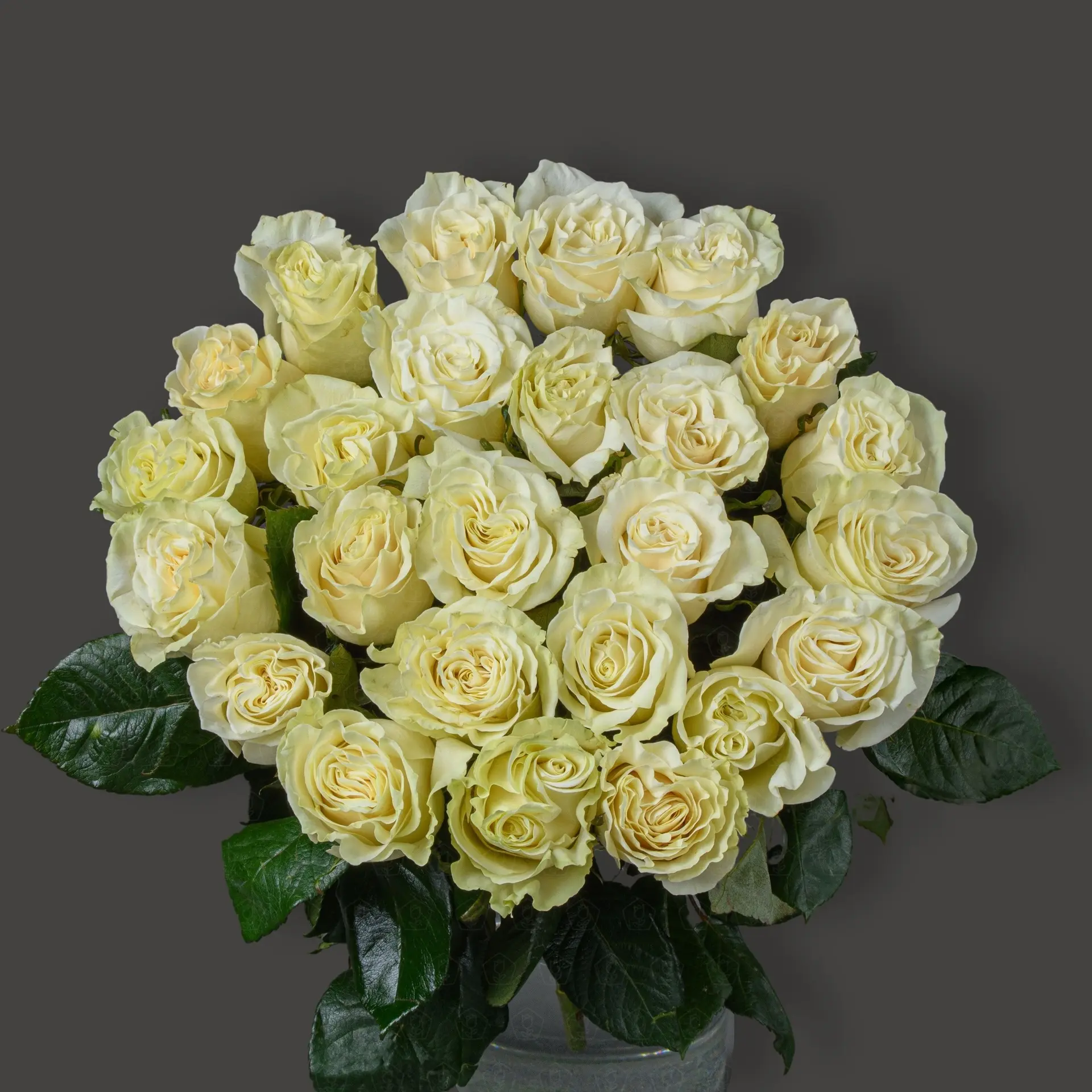 Акция! 25 роз Эквадор 50 см. (Мондиаль)