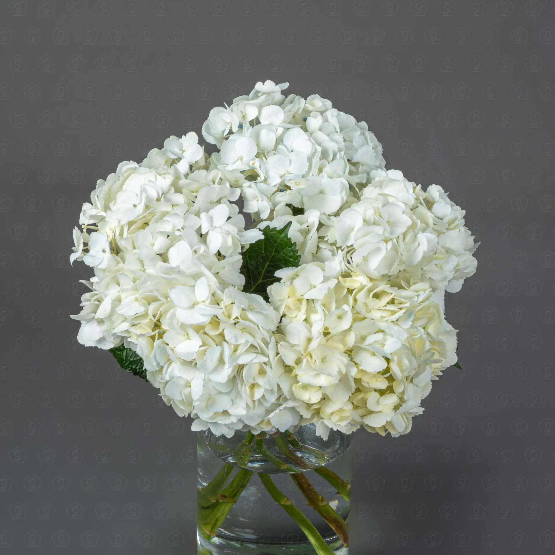 Гортензия (Белая)