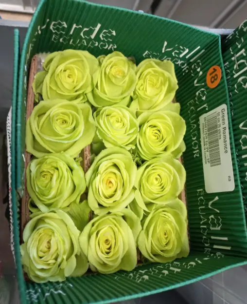 Роза Эквадор 50 см. (Грин Романс)