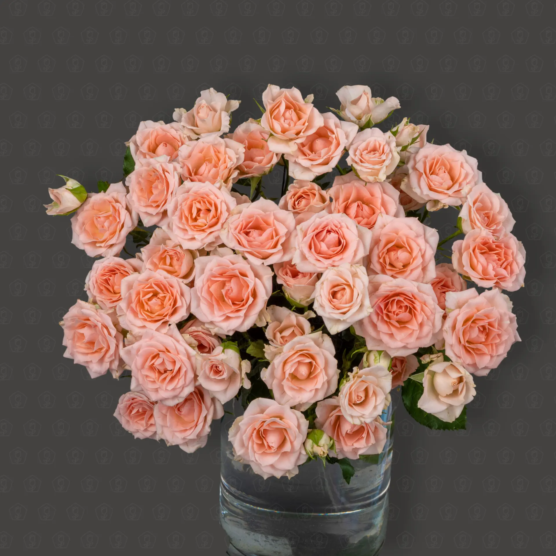 Роза кустовая 50 см. (Светло-розовая)