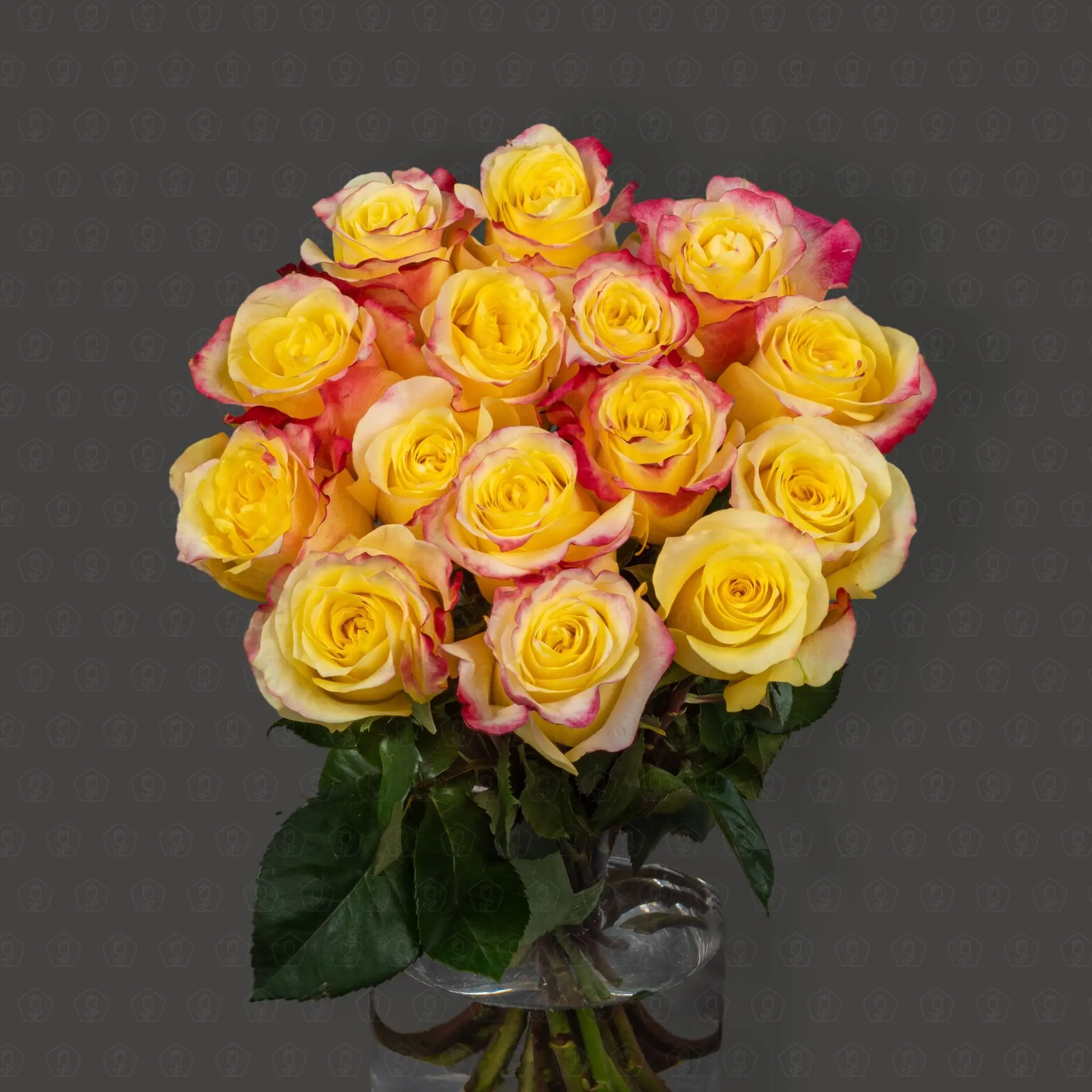 Роза Эквадор 50 см. (Хот Меренга)