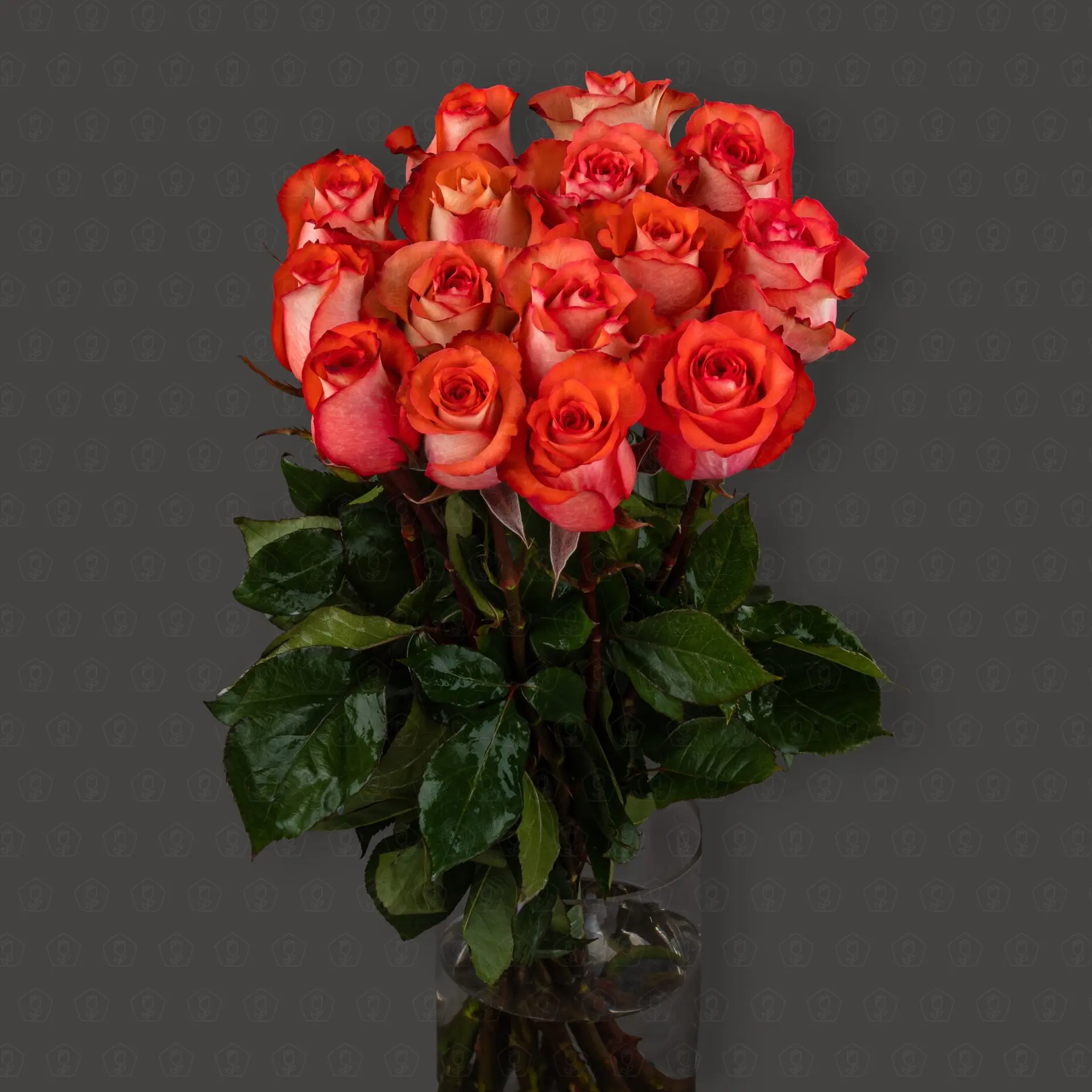 Роза Эквадор 70 см. (Игуана)