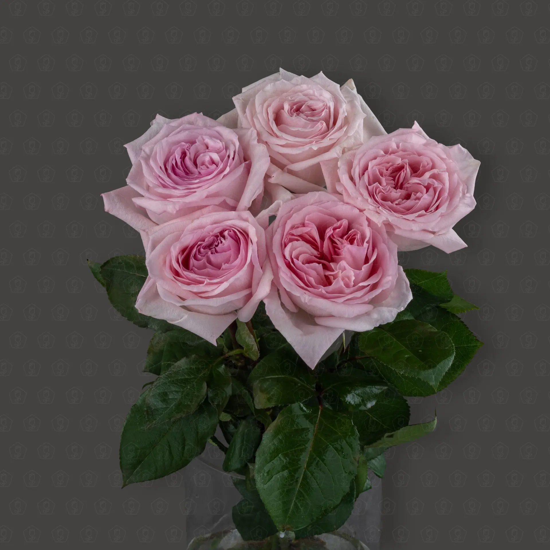 Роза Эквадор 60 см. пионовидная (Пинк Охара)