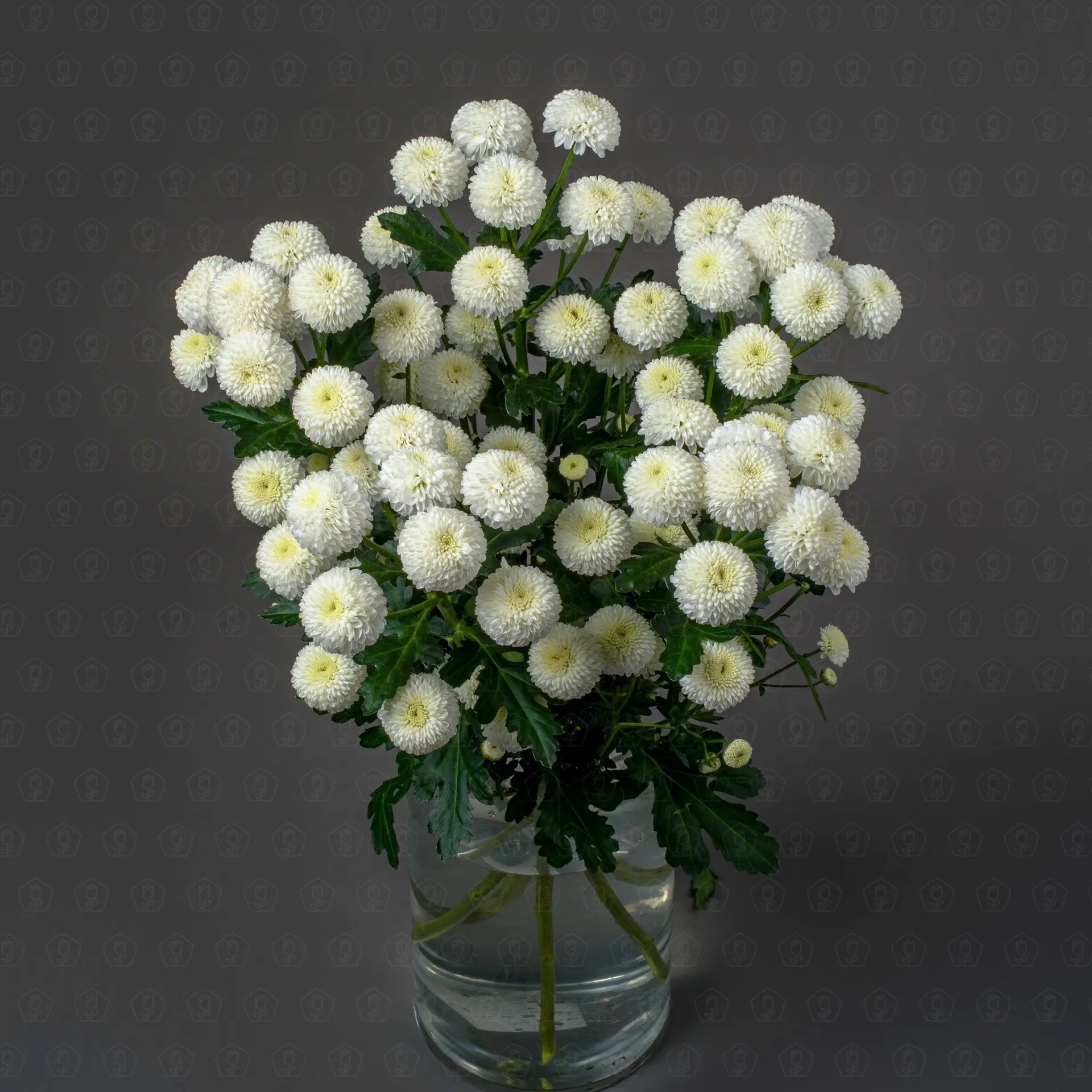 Хризантема кустовая (Ньютон)