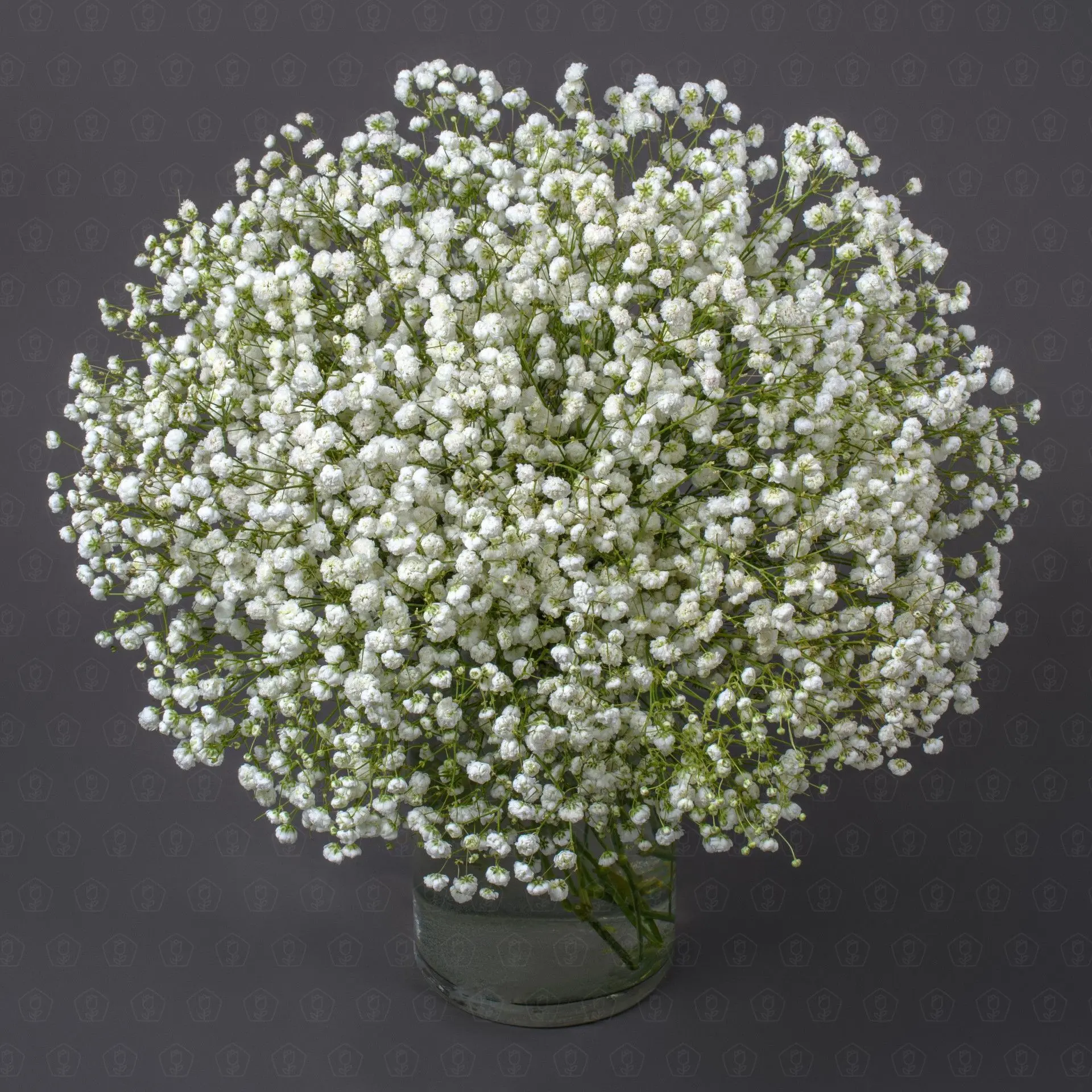 Гипсофила (Белая)