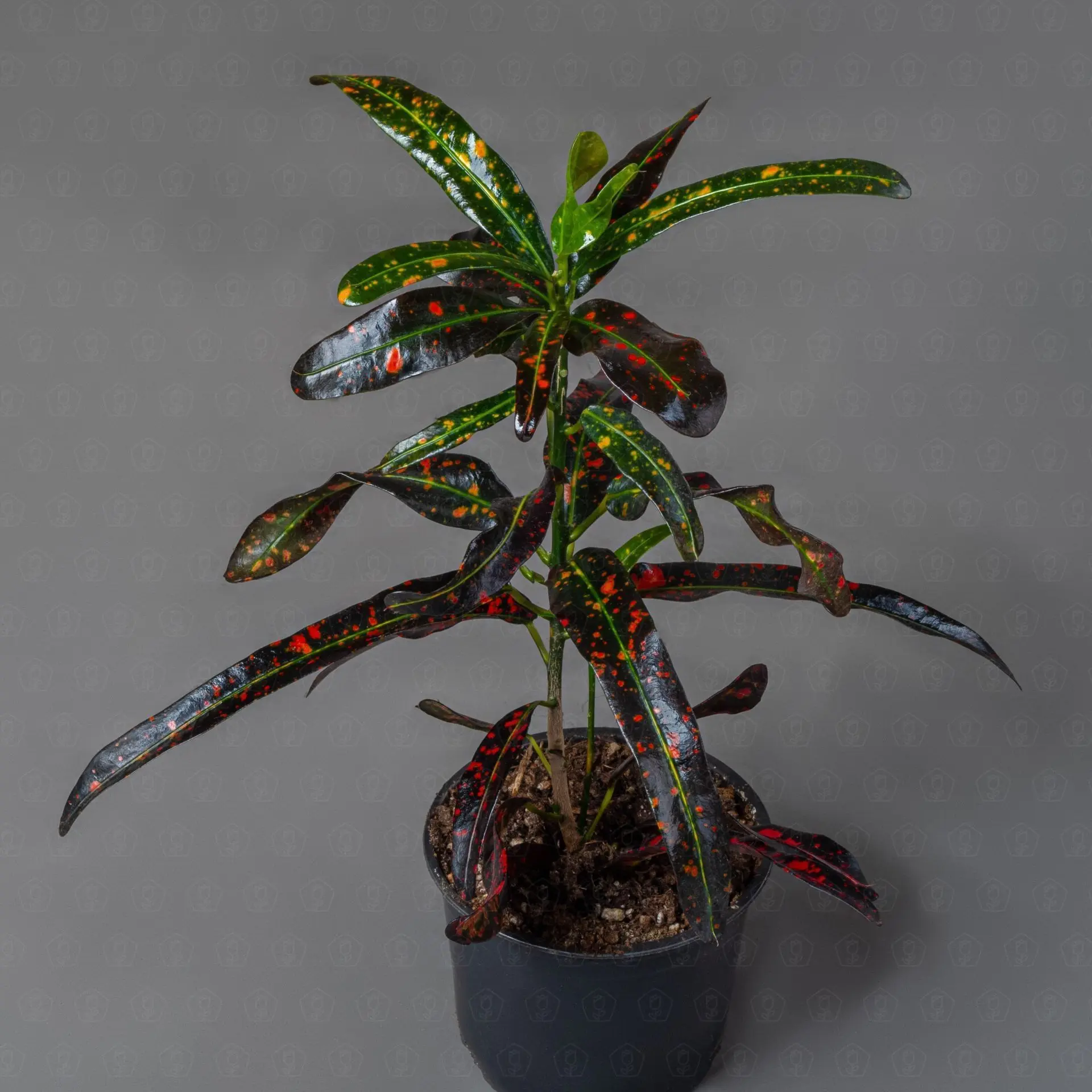 Кодиеум микс 10