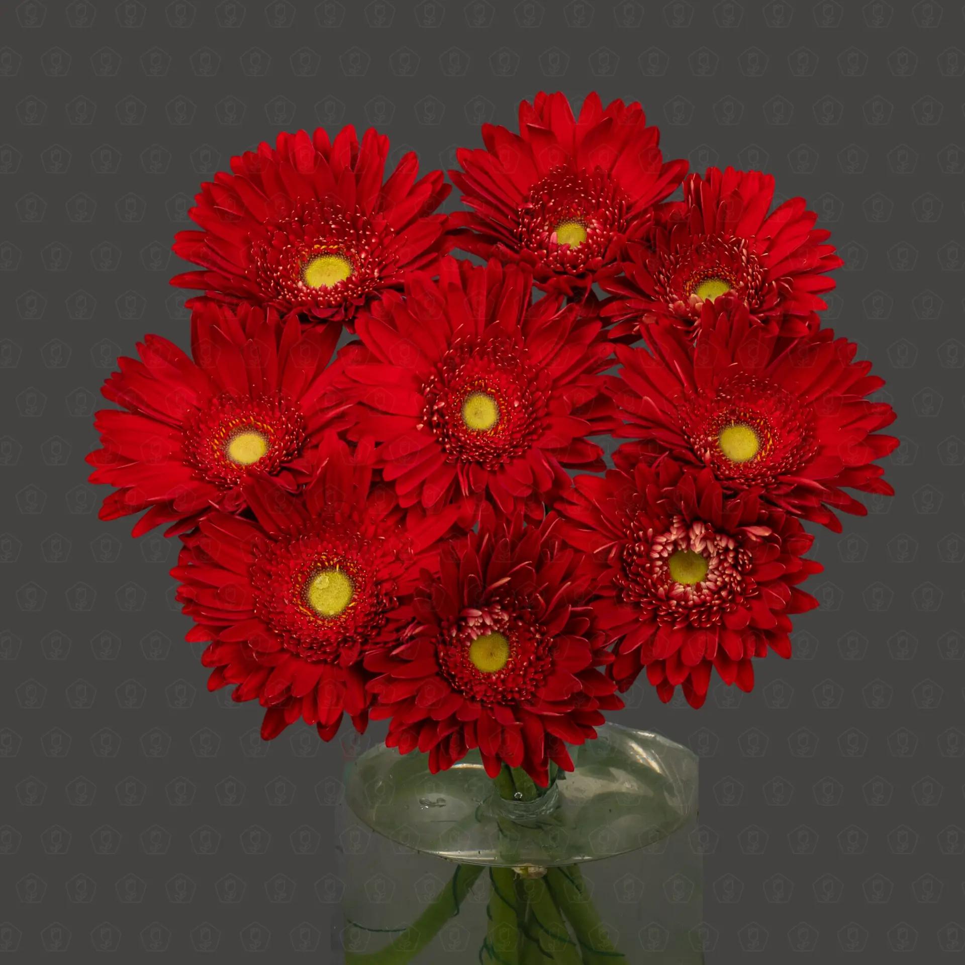 Гербера (Хайлайт) Гербера (Хайлайт)