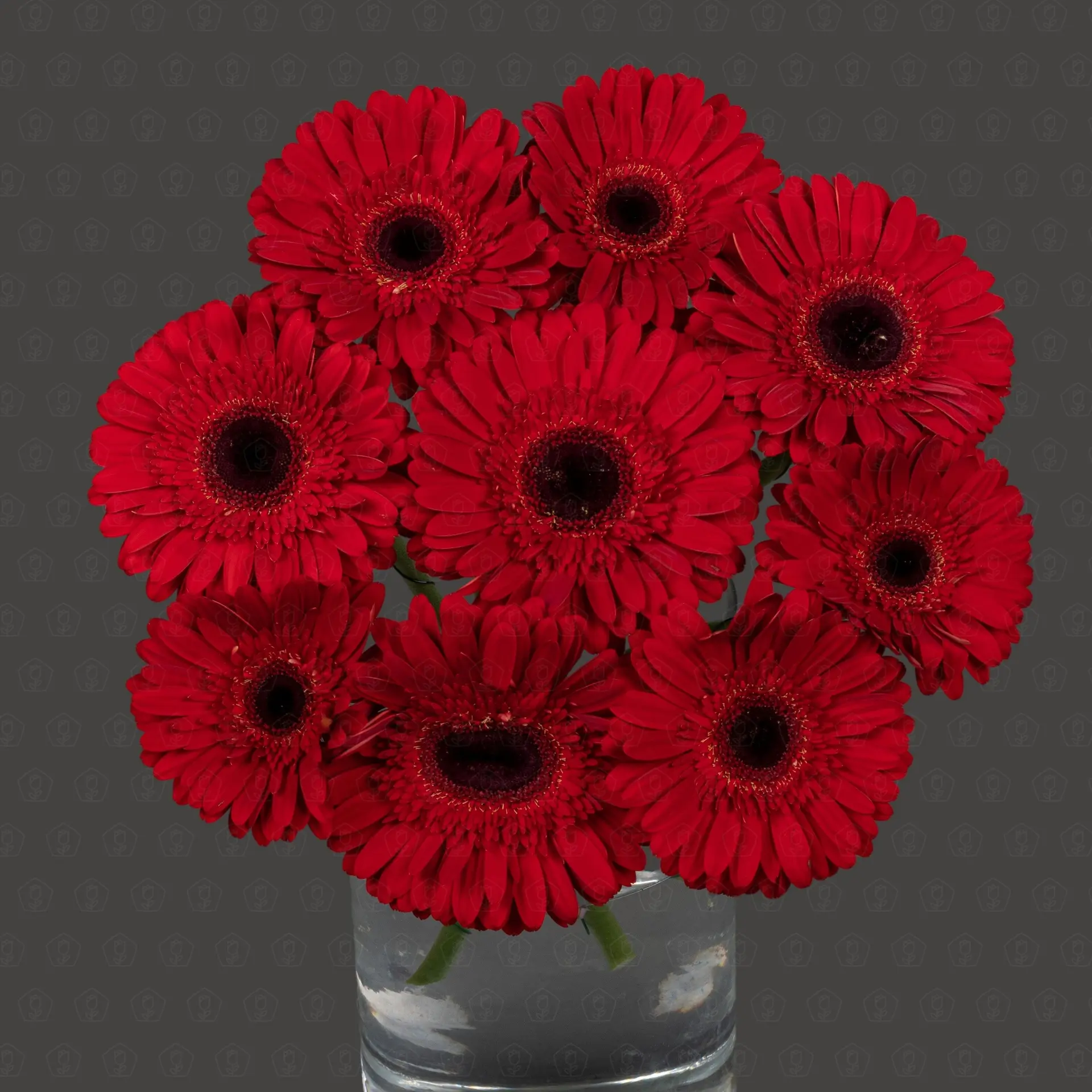 Гербера (Торо Россо)