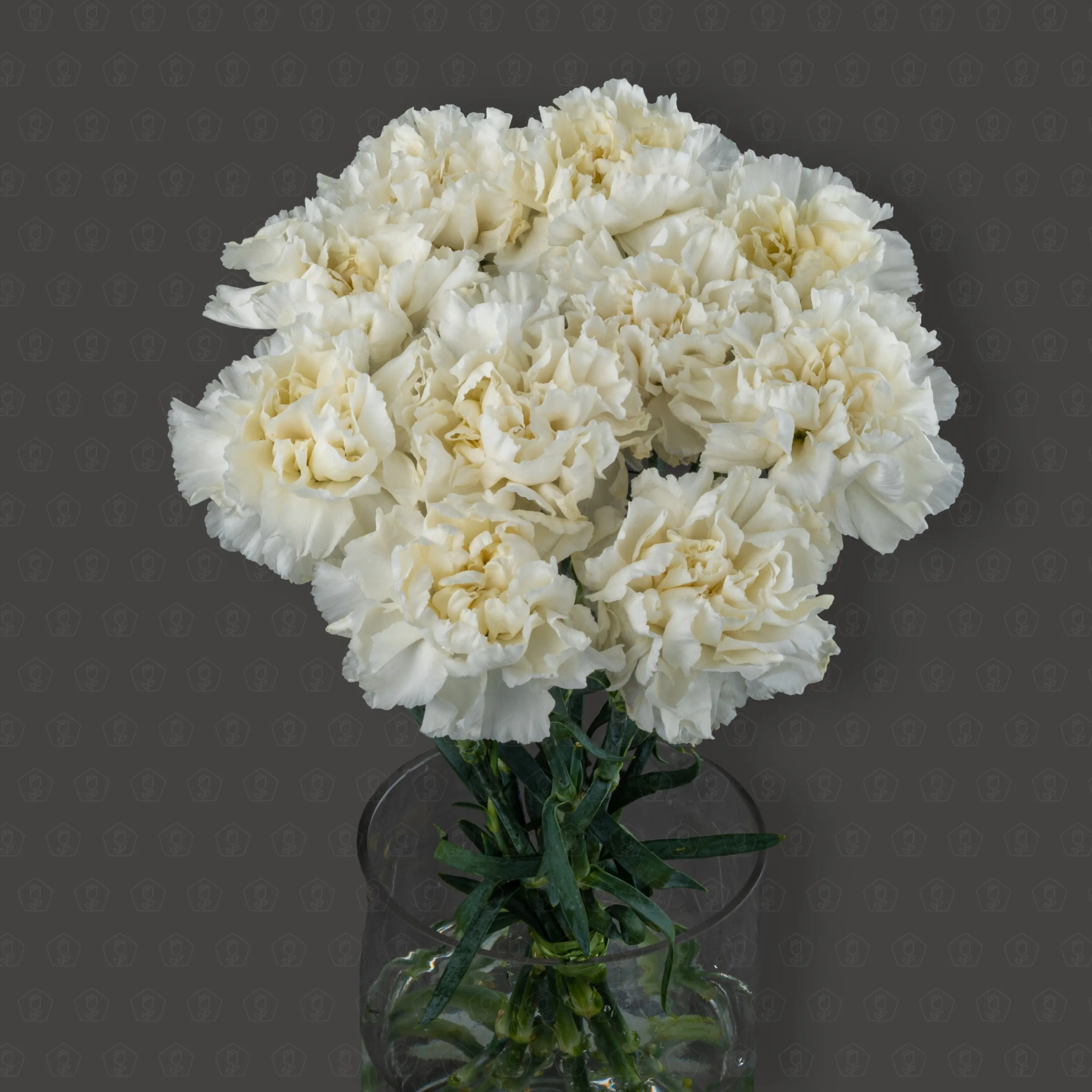 Гвоздика одноголовая (Белая)