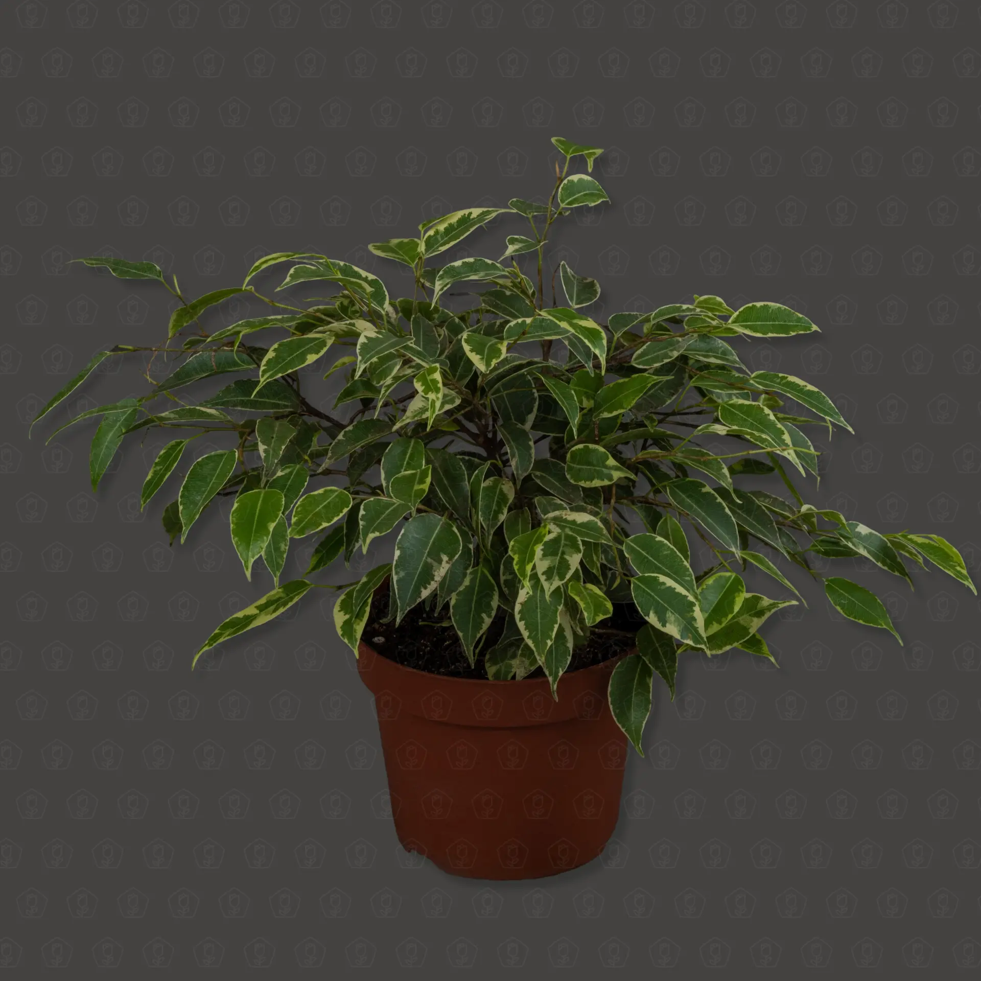 Фикус Кинки d12 h25