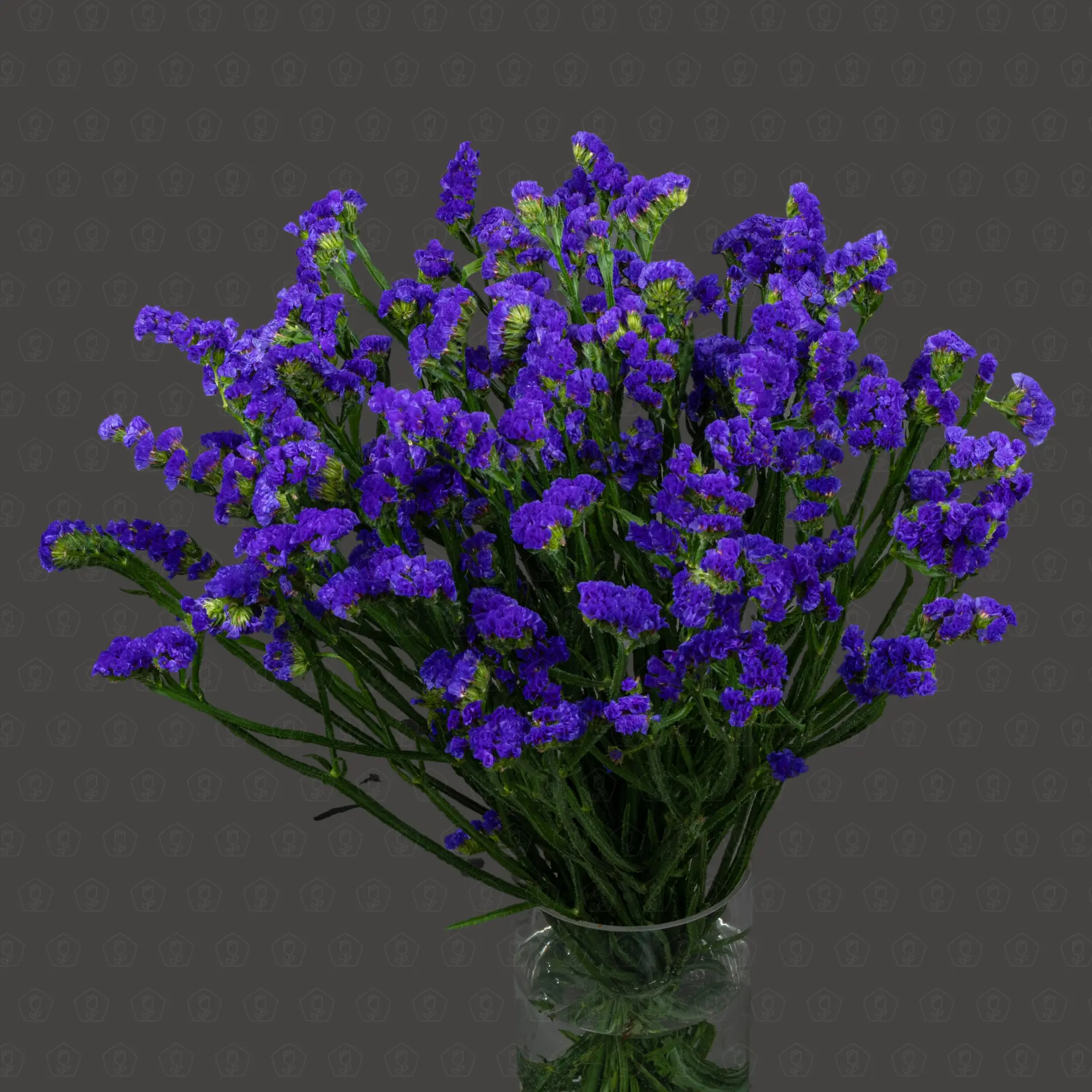 Статица (Синяя)