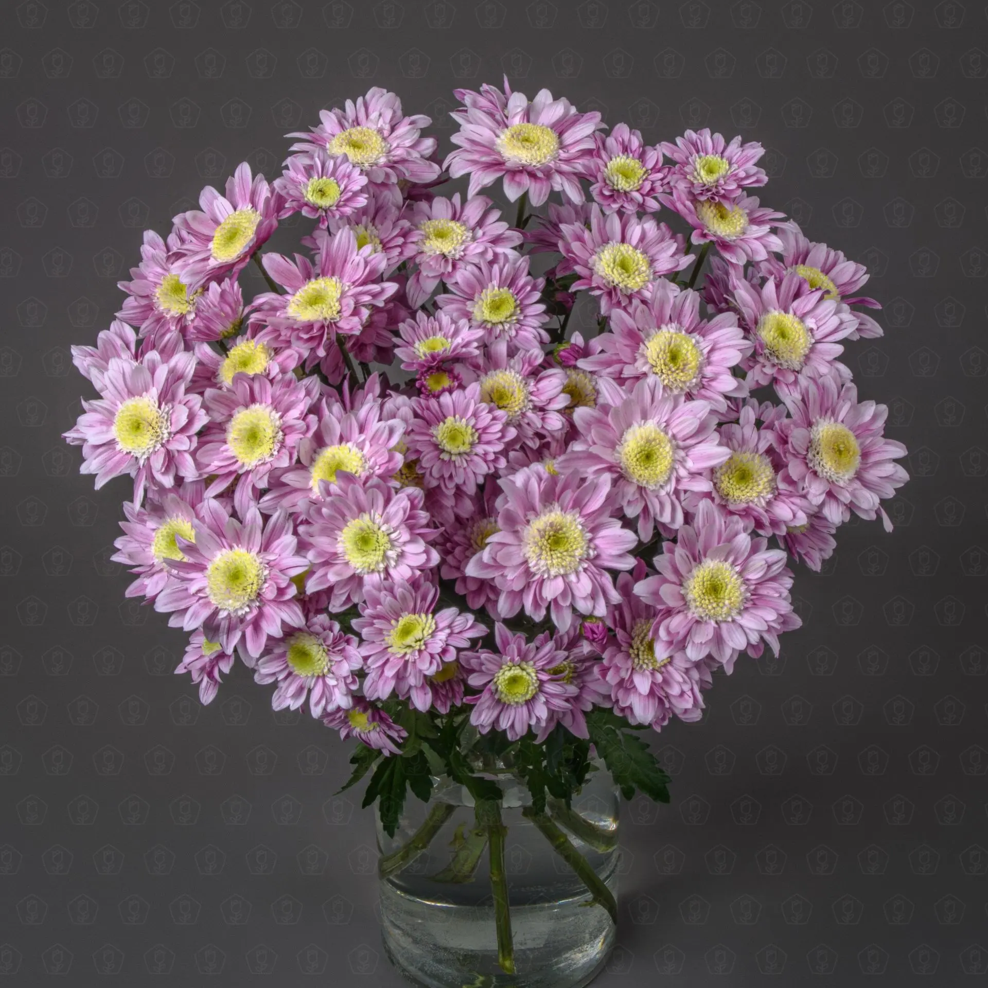 Хризантема кустовая (Серенити Свит)